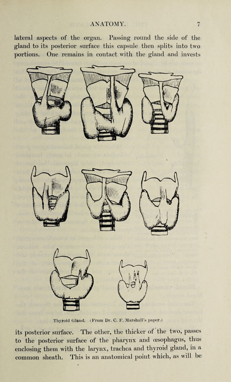 lateral aspects of the organ. Passing round the side of the gland to its posterior surface this capsule then splits into two portions. One remains in contact with the gland and invests Thyroid Glaud. (From Dr. C. F. Marshall’s paper.) its posterior surface. The other, the thicker of the two, passes to the posterior surface of the pharynx and oesophagus, thus enclosing them with the larynx, trachea and thyroid gland, in a common sheath. This is an anatomical point which, as will he