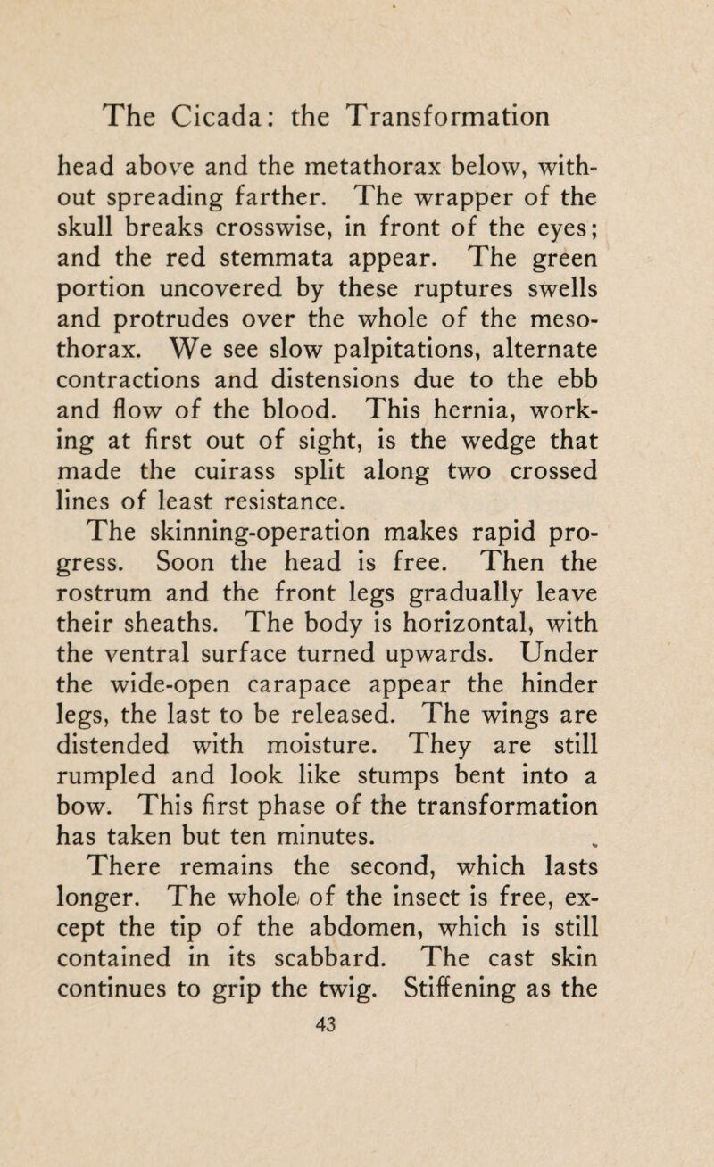 head above and the metathorax below, with¬ out spreading farther. The wrapper of the skull breaks crosswise, in front of the eyes; and the red stemmata appear. The green portion uncovered by these ruptures swells and protrudes over the whole of the meso- thorax. We see slow palpitations, alternate contractions and distensions due to the ebb and flow of the blood. This hernia, work¬ ing at first out of sight, is the wedge that made the cuirass split along two crossed lines of least resistance. The skinning-operation makes rapid pro¬ gress. Soon the head is free. Then the rostrum and the front legs gradually leave their sheaths. The body is horizontal, with the ventral surface turned upwards. Under the wide-open carapace appear the hinder legs, the last to be released. The wings are distended with moisture. They are still rumpled and look like stumps bent into a bow. This first phase of the transformation has taken but ten minutes. There remains the second, which lasts longer. The whole of the insect is free, ex¬ cept the tip of the abdomen, which is still contained in its scabbard. The cast skin continues to grip the twig. Stiffening as the