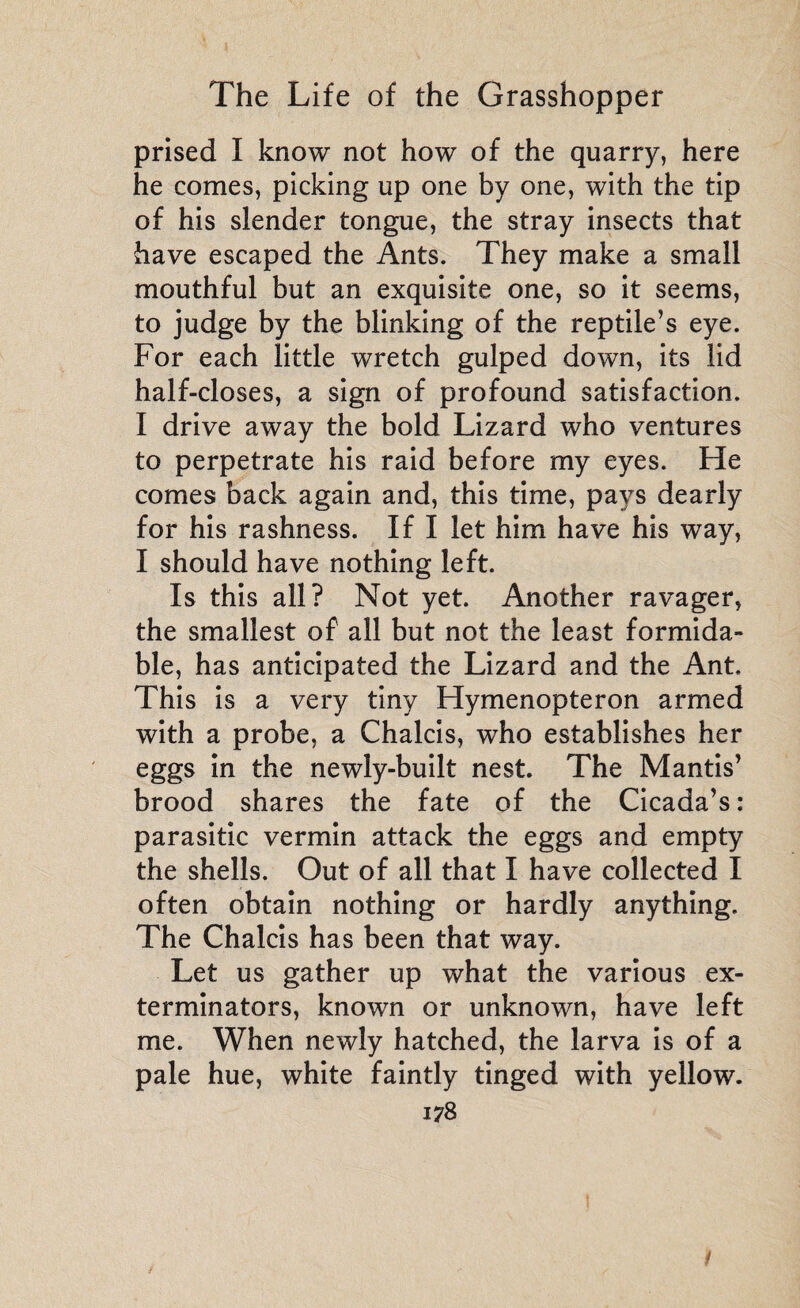 prised I know not how of the quarry, here he comes, picking up one by one, with the tip of his slender tongue, the stray insects that have escaped the Ants. They make a small mouthful but an exquisite one, so it seems, to judge by the blinking of the reptile’s eye. For each little wretch gulped down, its lid half-closes, a sign of profound satisfaction. I drive away the bold Lizard who ventures to perpetrate his raid before my eyes. He comes back again and, this time, pays dearly for his rashness. If I let him have his way, I should have nothing left. Is this all? Not yet. Another ravager, the smallest of all but not the least formida¬ ble, has anticipated the Lizard and the Ant. This is a very tiny Hymenopteron armed with a probe, a Chalcis, who establishes her eggs in the newly-built nest. The Mantis’ brood shares the fate of the Cicada’s : parasitic vermin attack the eggs and empty the shells. Out of all that I have collected I often obtain nothing or hardly anything. The Chalcis has been that way. Let us gather up what the various ex¬ terminators, known or unknown, have left me. When newly hatched, the larva is of a pale hue, white faintly tinged with yellow. 178 1