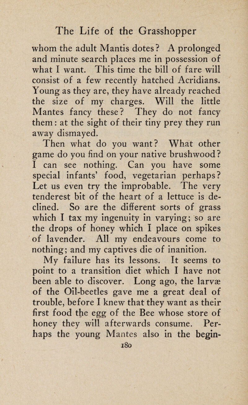 whom the adult Mantis dotes? A prolonged and minute search places me in possession of what I want. This time the bill of fare will consist of a few recently hatched Acridians. Young as they are, they have already reached the size of my charges. Will the little Mantes fancy these? They do not fancy them : at the sight of their tiny prey they run away dismayed. Then what do you want? What other game do you find on your native brushwood? I can see nothing. Can you have some special infants’ food, vegetarian perhaps? Let us even try the improbable. The very tenderest bit of the heart of a lettuce is de¬ clined. So are the different sorts of grass which I tax my ingenuity in varying; so are the drops of honey which I place on spikes of lavender. All my endeavours come to nothing; and my captives die of inanition. My failure has its lessons. It seems to point to a transition diet which I have not been able to discover. Long ago, the larvae of the Oil-beetles gave me a great deal of trouble, before I knew that they want as their first food the egg of the Bee whose store of honey they will afterwards consume. Per¬ haps the young Mantes also in the begin- i8g