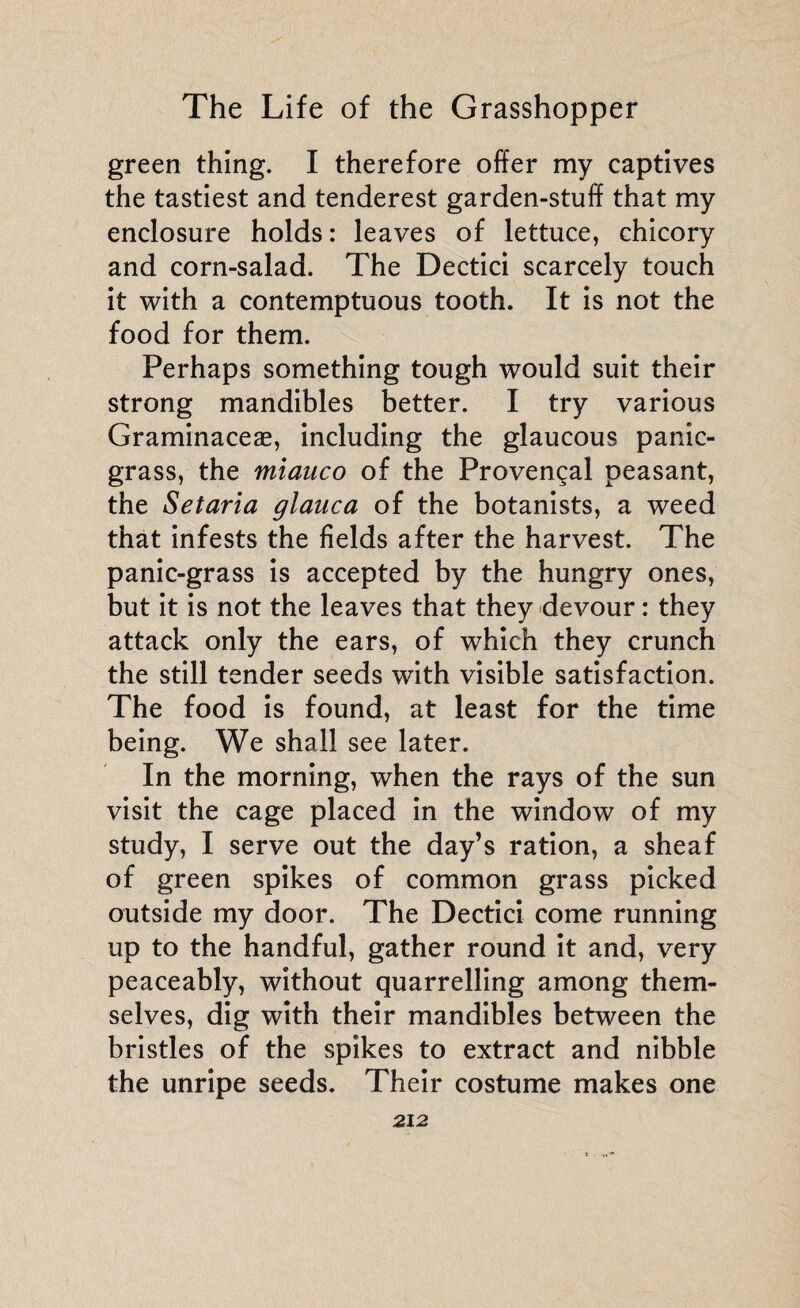 green thing. I therefore offer my captives the tastiest and tenderest garden-stuff that my enclosure holds : leaves of lettuce, chicory and corn-salad. The Dectici scarcely touch it with a contemptuous tooth. It is not the food for them. Perhaps something tough would suit their strong mandibles better. I try various Graminaceæ, including the glaucous panic- grass, the miauco of the Provençal peasant, the Setaria glauca of the botanists, a weed that infests the fields after the harvest. The panic-grass is accepted by the hungry ones, but it is not the leaves that they devour : they attack only the ears, of which they crunch the still tender seeds with visible satisfaction. The food is found, at least for the time being. We shall see later. In the morning, when the rays of the sun visit the cage placed in the window of my study, I serve out the day’s ration, a sheaf of green spikes of common grass picked outside my door. The Dectici come running up to the handful, gather round it and, very peaceably, without quarrelling among them¬ selves, dig with their mandibles between the bristles of the spikes to extract and nibble the unripe seeds. Their costume makes one