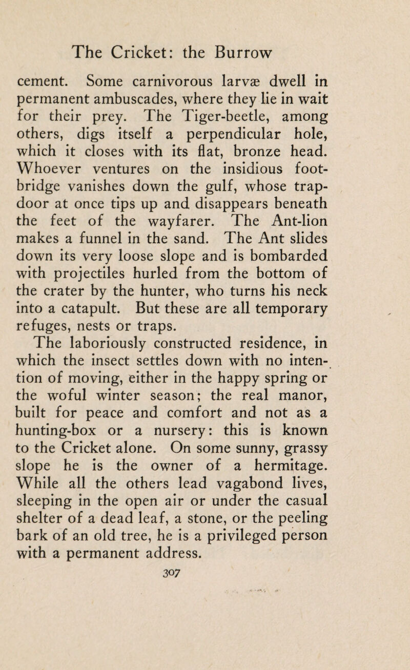 cement. Some carnivorous larvae dwell in permanent ambuscades, where they lie in wait for their prey. The Tiger-beetle, among others, digs itself a perpendicular hole, which it closes with its flat, bronze head. Whoever ventures on the insidious foot¬ bridge vanishes down the gulf, whose trap¬ door at once tips up and disappears beneath the feet of the wayfarer. The Ant-lion makes a funnel in the sand. The Ant slides down its very loose slope and is bombarded with projectiles hurled from the bottom of the crater by the hunter, who turns his neck into a catapult. But these are all temporary refuges, nests or traps. The laboriously constructed residence, in which the insect settles down with no inten¬ tion of moving, either in the happy spring or the woful winter season; the real manor, built for peace and comfort and not as a hunting-box or a nursery : this is known to the Cricket alone. On some sunny, grassy slope he is the owner of a hermitage. While all the others lead vagabond lives, sleeping in the open air or under the casual shelter of a dead leaf, a stone, or the peeling bark of an old tree, he is a privileged person with a permanent address.