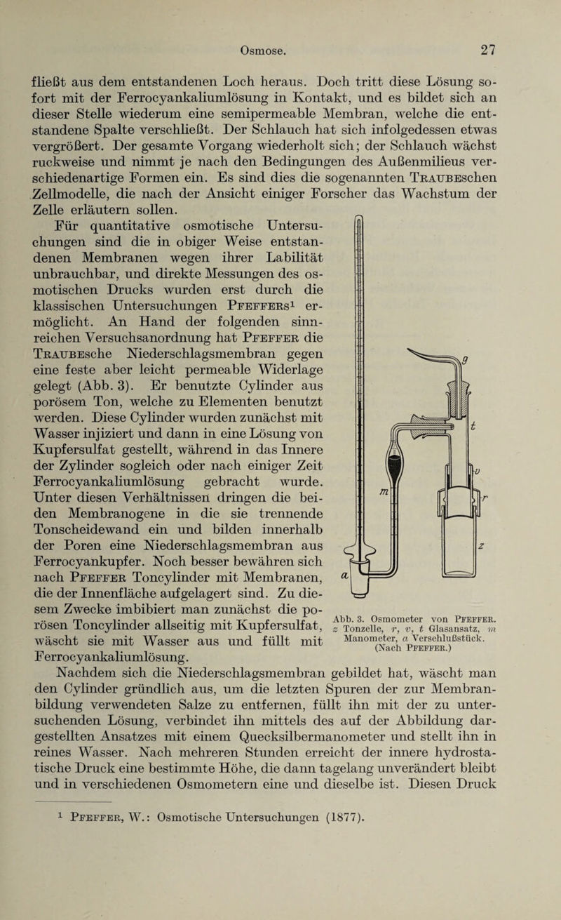 flieBt aus dem entstandenen Loch heraus. Doch tritt diese Losung so- fort mit der Ferrocyankaliumlosung in Kontakt, und es bildet sich an dieser Stelle wiederum eine semipermeable Membran, welche die ent- standene Spalte verschlieBt. Der Schlauch hat sich infolgedessen etwas vergroBert. Der gesamte Vorgang wiederholt sich; der Schlauch wachst ruckweise und nimmt je nach den Bedingungen des AuBenmilieus ver¬ se hiedenartige Formen ein. Es sind dies die sogenannten TRAUBEschen Zellmodelle, die nach der Ansicht einiger Forscher das Wachstum der Zelle erlautern sollen. Fiir quantitative osmotische Untersu- chungen sind die in obiger Weise entstan¬ denen Membranen wegen ihrer Labilitat unbrauchbar, und direkte Messungen des os- motischen Drucks wurden erst durch die klassischen Untersuchungen Pfeffers1 er- moglicht. An Hand der folgenden sinn- reichen Versuchsanordnung hat Pfeffer die TnAUBEsche Niederschlagsmembran gegen eine feste aber leicht permeable Widerlage gelegt (Abb. 3). Er benutzte Cylinder aus porosem Ton, welche zu Elementen benutzt werden. Diese Cylinder wurden zunachst mit Wasser injiziert und dann in eine Losung von Kupfersulfat gestellt, wahrend in das Innere der Zylinder sogleich oder nach einiger Zeit Ferrocyankaliumlosung gebracht wurde. Unter diesen Verhaltnissen dringen die bei- den Membranogene in die sie trennende Tonscheidewand ein und bilden innerhalb der Poren eine Niederschlagsmembran aus Ferrocyankupfer. Noch besser bewahren sich nach Pfeffer Toncylinder mit Membranen, a die der Innenflache aufgelagert sind. Zu die- sem Zwecke imbibiert man zunachst die po¬ rosen Toncylinder allseitig mit Kupfersulfat, a xonzeiie, r, v, t Giasansatz, m wascht sie mit Wasser aus und fiillt mit Manometer, a VersehluBstuck. (Nach Pfeffer.) F errocyankaliumlosung. Nachdem sich die Niederschlagsmembran gebildet hat, wascht man den Cylinder griindlich aus, um die letzten Spuren der zur Membran- bildung verwendeten Salze zu entfernen, fiillt ihn mit der zu unter- suchenden Losung, verbindet ihn mittels des auf der Abbildung dar- gestellten Ansatzes mit einem Quecksilbermanometer und stellt ihn in reines Wasser. Nach mehreren Stunden erreicht der innere hydrosta- tische Druck eine bestimmte Hohe, die dann tagelang unverandert bleibt und in verschiedenen Osmometern eine und dieselbe ist. Diesen Druck 1 Pfeffer, W.: Osmotische Untersuchungen (1877).
