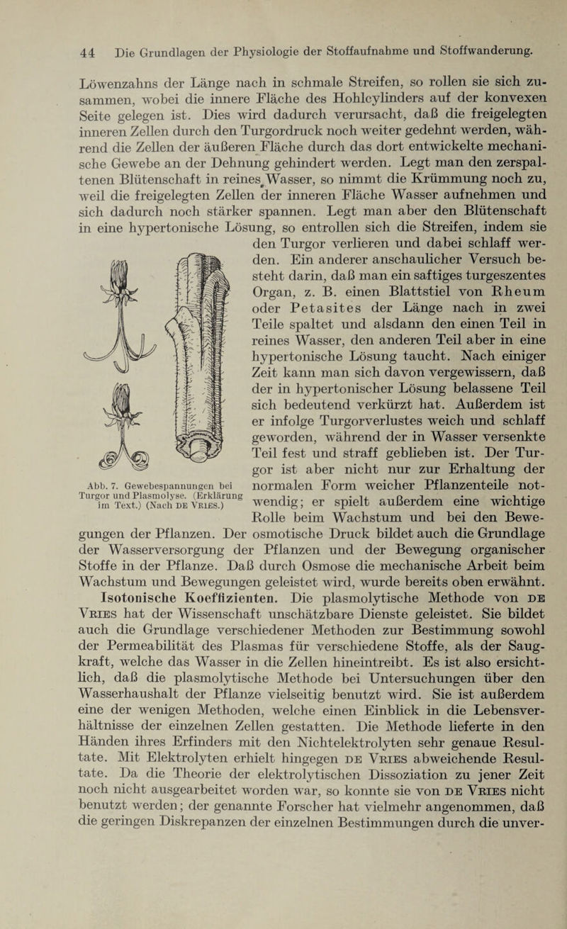 Lowenzahns der Lange nach in schmale Streifen, so rollen sie sich zu- sammen, wobei die innere Flache des Hohlcylinders auf der konvexen Seite gelegen ist. Dies wird dadurch verursacht, daB die freigelegten inneren Zellen durch den Turgordruck noch weiter gedehnt werden, wah- rend die Zellen der aufieren Flache durch das dort entwickelte mechani- sche Gewebe an der Dehnung gehindert werden. Legt man den zerspal- tenen Bliitenschaft in reines^ Wasser, so nimmt die Krummung noch zu, weil die freigelegten Zellen der inneren Flache Wasser aufnehmen und sich dadurch noch starker spannen. Legt man aber den Bliitenschaft in eine hypertonische Losung, so entrollen sich die Streifen, indem sie den Turgor verlieren und dabei schlaff wer¬ den. Ein anderer anschaulicher Versuch be- steht darin, daB man ein saftiges turgeszentes Organ, z. B. einen Blattstiel von Rheum oder Petasites der Lange nach in zwei Teile spaltet und alsdann den einen Teil in reines Wasser, den anderen Teil aber in eine hypertonische Losung taucht. Nach einiger Zeit kann man sich da von vergewissern, daB der in hypertonischer Losung belassene Teil sich bedeutend verkurzt hat. AuBerdem ist er infolge Turgorverlustes wTeich und schlaff geworden, wahrend der in Wasser versenkte Teil fest und straff geblieben ist. Der Tur¬ gor ist aber nicht nur zur Erhaltung der normalen Form weicher Pflanzenteile not- wendig; er spielt auBerdem eine wichtige Bolle beim Wachstum und bei den Bewe- gungen der Pflanzen. Der osmotische Druck bildet auch die Grundlage der Wasserversorgung der Pflanzen und der Bewegung organischer Stoffe in der Pflanze. DaB durch Osmose die mechanische Arbeit beim Wachstum und Bewegungen geleistet wird, wurde bereits oben erwahnt. Isotonische Koeflizienten. Die plasmolytische Methode von db Vexes hat der Wissenschaft unschatzbare Dienste geleistet. Sie bildet auch die Grundlage verschiedener Methoden zur Bestimmung sowohl der Permeabilitat des Plasmas fiir verschiedene Stoffe, als der Saug- kraft, welche das Wasser in die Zellen hineintreibt. Es ist also ersicht- lich, daB die plasmolytische Methode bei Untersuchungen iiber den Wasserhaushalt der Pflanze vielseitig benutzt wird. Sie ist auBerdem eine der wenigen Methoden, welche einen Einblick in die Lebensver- haltnisse der einzelnen Zellen gestatten. Die Methode lieferte in den Handen ihres Erfinders mit den Nichtelektrolyten sehr genaue Besul- tate. Mit Elektrolyten erhielt hingegen de Veies abweichende Besul- tate. Da die Theorie der elektrolytischen Dissoziation zu jener Zeit noch nicht ausgearbeitet worden war, so konnte sie von de Veies nicht benutzt werden; der genannte Forscher hat vielmehr angenommen, daB die geringen Diskrepanzen der einzelnen Bestimmungen durch die unver- Abb. 7. Gewebespannungen bei Turgor und Plasmolyse. (Erklarung im Text.) (Nach de Vries.)