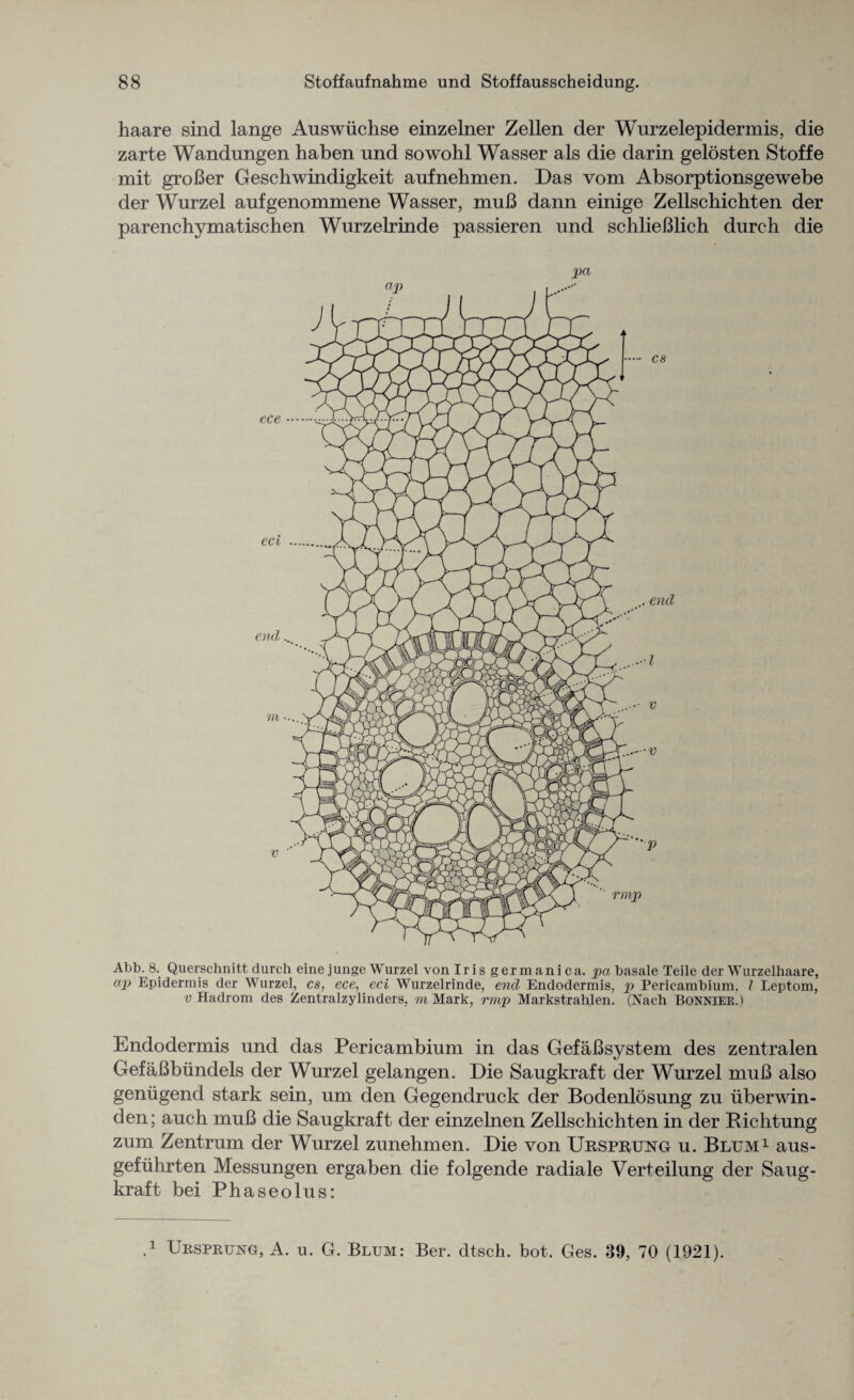 haare sind lange Auswiichse einzelner Zellen der Wurzelepidermis, die zarte Wandungen haben und sowohl Wasser als die darin gelosten Stoffe mit groBer Geschwindigkeit aufnehmen. Das vom Absorptionsgewebe der Wurzel aufgenommene Wasser, muB dann einige Zellschichten der parenchymatischen Wurzelrinde passieren und schlieBlich durch die Abb. 8.. Querschnitt durch eine junge Wurzel von Iri s germanica. pa basale Teile der Wurzelhaare, ap Epidermis der Wurzel, cs, ece, eci Wurzelrinde, end Endodermis, p Pericambium. / Leptom, v Hadrom des Zentralzylinders, m Mark, rmp Markstrahlen. (Nach Bonnier.) Endodermis und das Pericambium in das GefaBsystem des zentralen GefaBbiindels der Wurzel gelangen. Die Saugkraft der Wurzel muB also geniigend stark sein, um den Gegendruck der Bodenlosung zu iiberwin- den; auch muB die Saugkraft der einzelnen Zellschichten in der Pichtung zum Zentrum der Wurzel zunehmen. Die von Ursprung u. Blum1 aus- gefiihrten Messungen ergaben die folgencle radiale Verteilung der Saug¬ kraft bei Phaseolus: ,1 Ursprung, A. u. G. Blum: Ber. dtsch. bot. Ges. 39, 70 (1921).