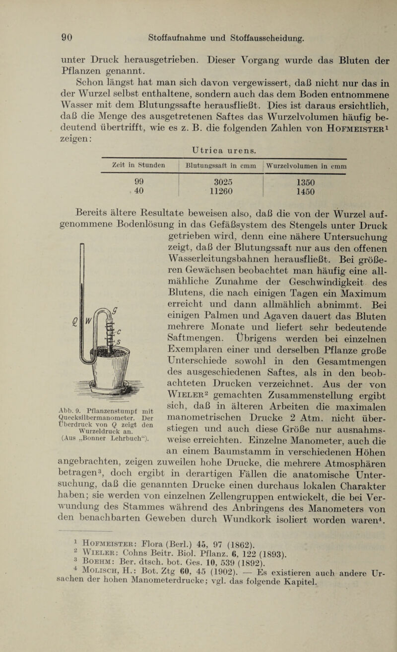 unter Druck herausgetrieben. Dieser Vorgang wurde das Bluten der Pflanzen genannt. Schon langst hat man sich davon vergewissert, daB nicht nur das in der Wurzel selbst enthaltene, sondern auch das dem Boden entnommene Wasser mit dem Blutungssafte herausflieBt. Pies ist daraus ersichtlich, daB die Menge des ausgetretenen Saftes das Wurzelvolumen haufig be- deutend iibertrifft, wie es z. B. die folgenden Zahlen von Hofmeister1 zeigen: Utrica urens. Zeit in Stunden Blutungssaft in cmm Wurzelvolumen in cmm 99 3025 1350 40 11260 1450 Bereits altere Resultate beweisen also, daB die von der Wurzel auf- genommene Bodenlosung in das GefaBsystem des Stengels unter Druck getrieben wird, denn eine nahere Untersuchung zeigt, daB der Blutungssaft nur aus den offenen Wasserleitungsbahnen herausflieBt. Bei groBe- ren Gewachsen beobachtet man haufig eine all- mahliche Zunahme der Geschwindigkeit des Blutens, die nach einigen Tagen ein Maximum erreicht und dann allmahlich abnimmt. Bei einigen Palmen und Agaven dauert das Bluten mehrere Monate und liefert sehr bedeutende Saftmengen. Ubrigens werden bei einzelnen Exemplaren einer und derselben Pflanze groBe Unterschiede sowohl in den Gesamtmengen des ausgeschiedenen Saftes, als in den beob- achteten Drucken verzeichnet. Aus der von Wieler2 gemachten Zusammenstellung ergibt sich, daB in alteren Arbeiten die maximalen manometrischen Drucke 2 Atm. nicht iiber- stiegen und auch diese GroBe nur ausnahms- weise erreichten. Einzelne Manometer, auch die an einem Baumstamm in verschiedenen Hohen angebrachten, zeigen zuweilen hohe Drucke, die mehrere Atmospharen betragen3, doch ergibt in derartigen Fallen die anatomische Unter¬ suchung, daB die genannten Drucke einen durchaus lokalen Charakter haben; sie werden von einzelnen Zellengruppen entwickelt, die bei Ver- v undung des Stammes wahrend des Anbringens des Manometers von den benachbarten Geweben durch Wundkork isoliert worden waren4. Abb. 9. Pflanzenstumpf mit Quecksilbermanometer. Der tiberdruck von Q zeigt den Wurzeldruck an. (Aus „Bonner Lehrbuch“). 1 Hofmeister: Flora (Berl.) 45, 97 (1862). 2 Wieler: Colins Beitr. Biol. Pflanz. 6, 122 (1893). 3 Boehm: Ber. dtsch. bot. Ges. 10, 539 (1892). Molisch, H.: Bot. Ztg 00, 45 (1902). — Es existieren auch. andere Ur- sachen der hohen Manometerdrucke; vgl. das folgende Kapitel.