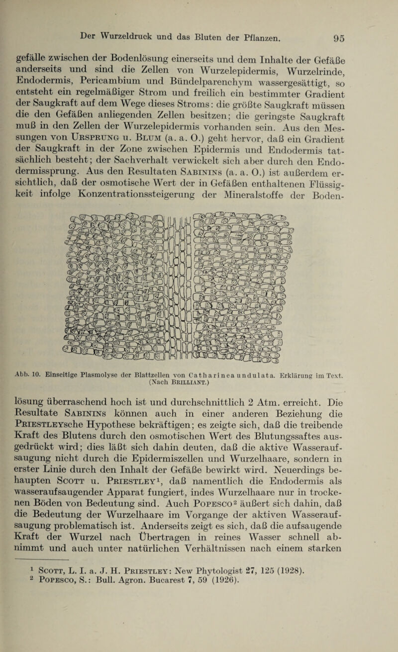 gefalle zwischen der Boclenlosung einerseits und dem Inhalte der GefaBe anderseits und sind die Zellen von Wurzelepidermis, Wurzelrinde, Endodermis, Pericambium und Biindelparenchym wassergesattigt, so entsteht ein regelmaBiger Strom und freilich ein bestimmter Gradient der Saugkraft auf dem Wege dieses Stroms; die groBte Saugkraft miissen die den GefaBen anliegenden Zellen besitzen; die geringste Saugkraft muB in den Zellen der Wurzelepidermis vorhanden sein. Aus den Mes- sungen von Urspruno u. Blum (a. a. 0.) geht hervor, daB ein Gradient der Saugkraft in der Zone zwischen Epidermis und Endodermis tat- sachlich besteht; der Sachverhalt verwickelt sich aber durch den Endo- dermissprung. Aus den Resultaten Sabinins (a. a. 0.) ist auBerdem er- sichtlich, daB der osmotische Wert der in GefaBen enthaltenen Fliissig- keit infolge Konzentrationssteigerung der Mineralstoffe der Boden- Abb. 10. Einseitige Plasmolyse der Blattzellen von Catharinea undulata. Erklarung im Text. (Nach Brilliant.) losung iiberrasehend hoch ist und durchschnittlich 2 Atm. erreicht. Die Resultate Sabinins konnen auch in einer anderen Beziehung die PRiESTLEYsche Hypothese bekraftigen; es zeigte sich, daB die treibende Kraft des Blutens durch den osmotischen Wert des Blutungssaftes aus- gedruckt wird; dies laBt sich dahin deuten, daB die aktive Wasserauf- saugung nicht durch die Epidermiszellen und Wurzelhaare, sondern in erster Linie durch den Inhalt der GefaBe bewirkt wird. Neuerdings be- haupten Scott u. Priestley1, daB namentlich die Endodermis als wasseraufsaugender Apparat fungiert, indes Wurzelhaare nur in trocke- nen Boden von Bedeutung sind. Auch Popesco2 auBert sich dahin, daB die Bedeutung der Wurzelhaare im Vorgange der aktiven Wasserauf- saugung problematisch ist. Anderseits zeigt es sich, daB die aufsaugende Kraft der Wurzel nach Ubertragen in reines Wasser schnell ab- nimmt und auch unter natiirlichen Verhaltnissen nach einem starken 1 Scott, L. I. a. J. H. Priestley: New Phytologist 27, 125 (1928). 2 Popesco, S.: Bull. Agron. Bucarest 7, 59 (1926).