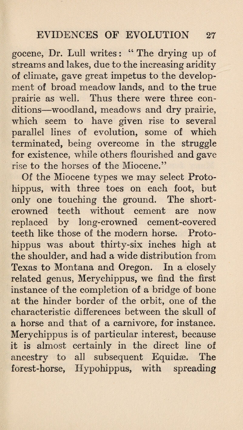 gocene, Dr. Lull writes: “ The drying up of streams and lakes, due to the increasing aridity of climate, gave great impetus to the develop¬ ment of broad meadow lands, and to the true prairie as well. Thus there were three con¬ ditions—woodland, meadows and dry prairie, which seem to have given rise to several parallel lines of evolution, some of which terminated, being overcome in the struggle for existence, while others flourished and gave rise to the horses of the Miocene.” Of the Miocene types we may select Proto- hippus, with three toes on each foot, but only one touching the ground. The short- crowned teeth without cement are now replaced by long-crowned cement-covered teeth like those of the modern horse. Proto- hippus was about thirty-six inches high at the shoulder, and had a wide distribution from Texas to Montana and Oregon. In a closely related genus, Merychippus, we find the first instance of the completion of a bridge of bone at the hinder border of the orbit, one of the characteristic differences between the skull of a horse and that of a carnivore, for instance. Merychippus is of particular interest, because it is almost certainly in the direct line of ancestry to all subsequent Equidse. The forest-horse, Hypohippus, with spreading