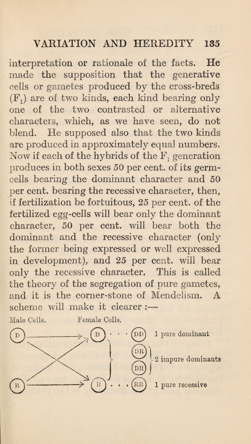 interpretation or rationale of the facts. He made the supposition that the generative cells or gametes produced by the cross-breds (Fx) are of two kinds, each kind bearing only one of the two contrasted or alternative characters, which, as we have seen, do not blend. He supposed also that the two kinds are produced in approximately equal numbers. Now if each of the hybrids of the Fx generation produces in both sexes 50 per cent, of its germ- cells bearing the dominant character and 50 per cent, bearing the recessive character, then, if fertilization be fortuitous, 25 per cent, of the fertilized egg-cells will bear only the dominant character, 50 per cent, will bear both the dominant and the recessive character (only the former being expressed or well expressed in development), and 25 per cent, will bear only the recessive character. This is called the theory of the segregation of pure gametes, and it is the corner-stone of Mendelism. A scheme will make it clearer :— Male Cells. Female Cells. 1 pure dominaut - 2 impure dominants 1 pure recessive