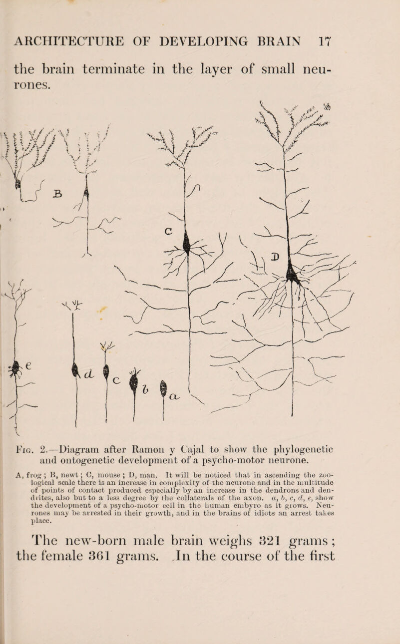 the brain terminate in the layer of small neu¬ rones. Fig. 2.—Diagram after Ramon y Cajal to show the phylogenetic and ontogenetic development of a psycho-motor neurone. A, frog ; B, newt; C, mouse ; D, man. It will be noticed that in ascending the zoo¬ logical scale there is an increase in complexity of the neurone and in the multitude of points of contact produced especially by an increase in the dendrons and den¬ drites, also but to a less degree by the collaterals of the axon, a, b, c, cl, e, show the development of a psycho-motor cell in the human embyro as it grows. Neu¬ rones may be arrested in their growth, and in the brains of idiots an arrest takes place. The new-born male brain weighs 821 grams ; the female 361 grams. In the course of the first