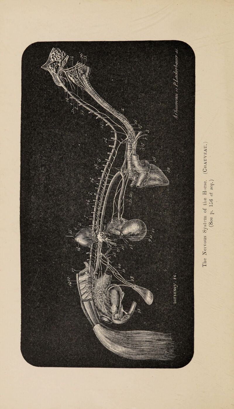 The Nervous System of the Horse. (CiiAUVEAU.)