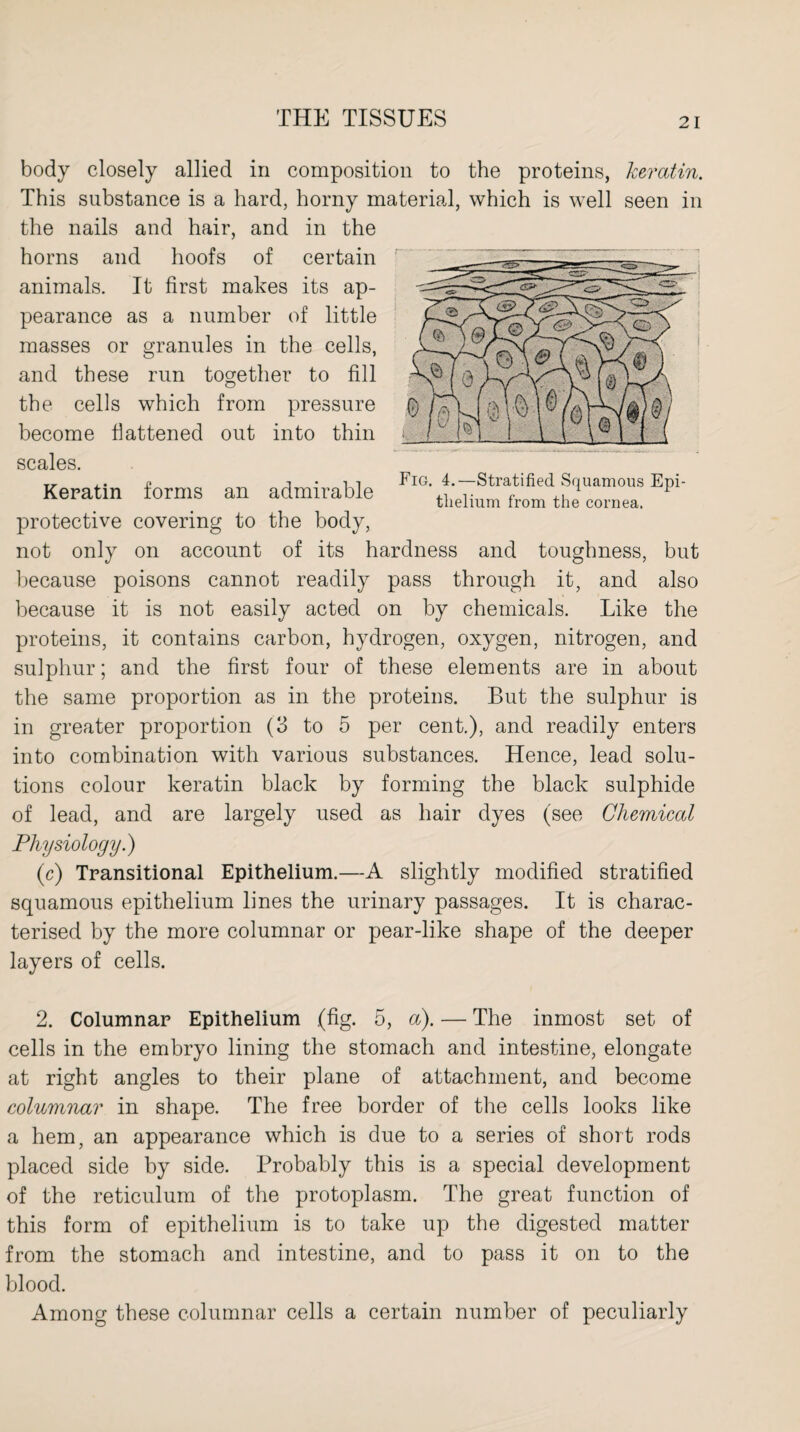 Fig. 4.—Stratified Squamous Epi¬ thelium from the cornea. body closely allied in composition to the proteins, keratin. This substance is a hard, horny material, which is well seen in the nails and hair, and in the horns and hoofs of certain animals. It first makes its ap¬ pearance as a number of little masses or granules in the cells, and these run together to fill the cells which from pressure become flattened out into thin scales. Keratin forms an admirable protective covering to the body, not only on account of its hardness and toughness, but because poisons cannot readily pass through it, and also because it is not easily acted on by chemicals. Like the proteins, it contains carbon, hydrogen, oxygen, nitrogen, and sulphur; and the first four of these elements are in about the same proportion as in the proteins. But the sulphur is in greater proportion (3 to 5 per cent.), and readily enters into combination with various substances. Hence, lead solu¬ tions colour keratin black by forming the black sulphide of lead, and are largely used as hair dyes (see Chemical Physiology.) (c) Transitional Epithelium.—A slightly modified stratified squamous epithelium lines the urinary passages. It is charac¬ terised by the more columnar or pear-like shape of the deeper layers of cells. 2. Columnar Epithelium (fig. 5, a). — The inmost set of cells in the embryo lining the stomach and intestine, elongate at right angles to their plane of attachment, and become columnar in shape. The free border of the cells looks like a hem, an appearance which is due to a series of short rods placed side by side. Probably this is a special development of the reticulum of the protoplasm. The great function of this form of epithelium is to take up the digested matter from the stomach and intestine, and to pass it on to the blood. Among these columnar cells a certain number of peculiarly