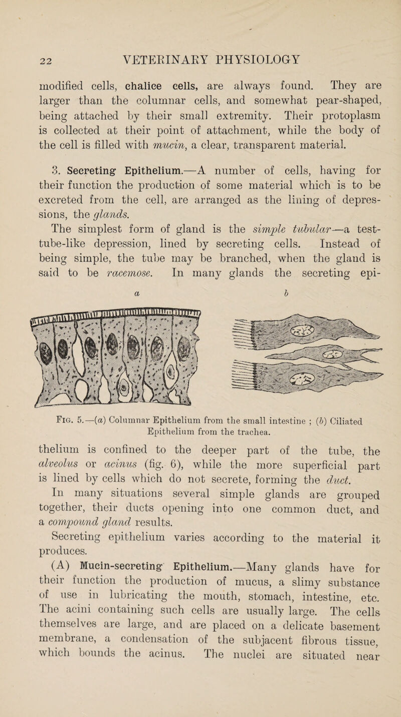 modified cells, ehaliee cells, are always found. They are larger than the columnar cells, and somewhat pear-shaped, being attached by their small extremity. Their protoplasm is collected at their point of attachment, while the body of the cell is filled with mucin, a clear, transparent material. 3. Secreting Epithelium.—A number of cells, having for their function the production of some material which is to be excreted from the cell, are arranged as the lining of depres¬ sions, the glands. The simplest form of gland is the simple tubular—a test- tube-like depression, lined by secreting cells. Instead of being simple, the tube may be branched, when the gland is said to be racemose. In many glands the secreting epi- Fig. 5.—{a) Columnar Epithelium from the small intestine ; (b) Ciliated Epithelium from the trachea. thelium is confined to the deeper part of the tube, the alveolus or acinus (fig. 6), while the more superficial part is lined by cells which do not secrete, forming the duct. In many situations several simple glands are grouped together, their ducts opening into one common duct, and a compound gland results. Secreting epithelium varies according to the material it produces. (A) Mucin-secreting Epithelium.—Many glands have for their function the production of mucus, a slimy substance of use in lubricating the mouth, stomach, intestine, etc. The acini containing such cells are usually large. The cells themselves are large, and are placed on a delicate basement membrane, a condensation of the subjacent fibrous tissue, which bounds the acinus. The nuclei are situated near