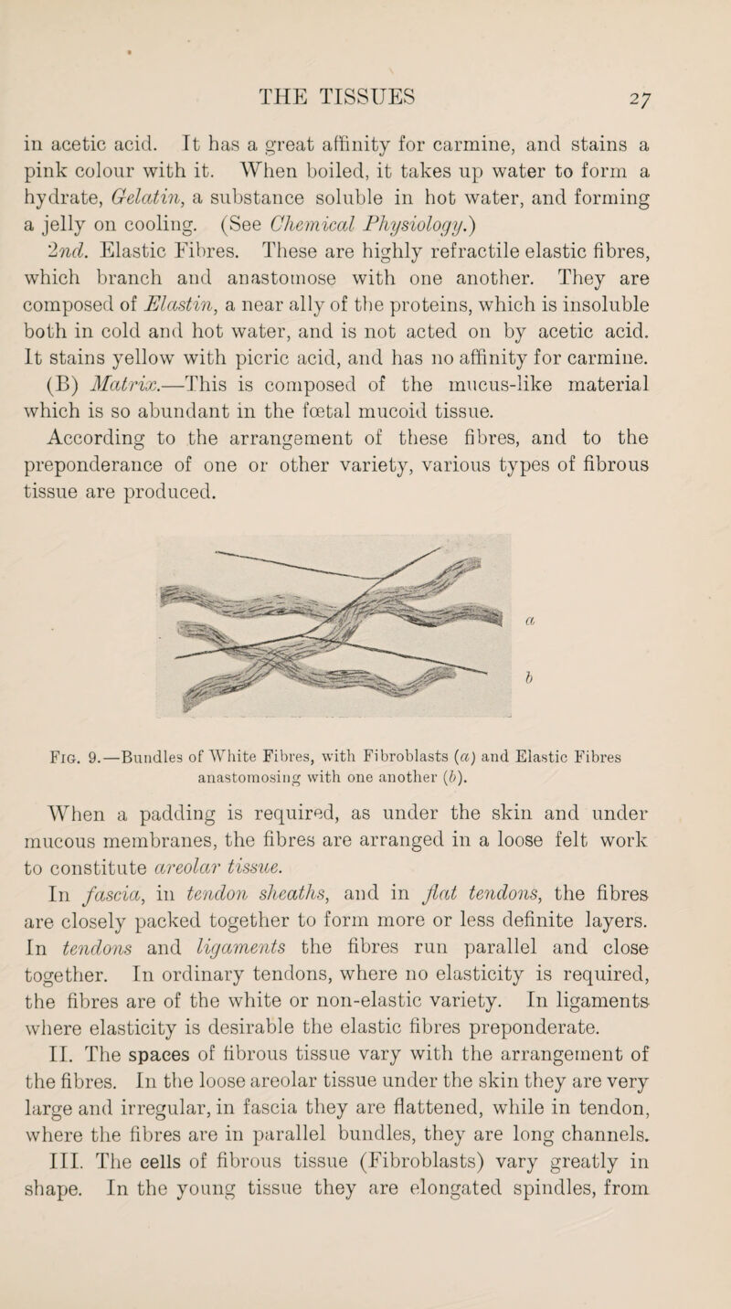 in acetic acid. It has a great affinity for carmine, and stains a pink colour with it. When boiled, it takes up water to form a hydrate, Gelatin, a substance soluble in hot water, and forming a jelly on cooling. (See Chemical Physiology.) 2nd. Elastic Fibres. These are highly refractile elastic fibres, which branch and anastomose with one another. They are composed of Mastin, a near ally of the proteins, which is insoluble both in cold and hot water, and is not acted on by acetic acid. It stains yellow with picric acid, and has no affinity for carmine. (B) Matrix.—This is composed of the mucus-like material which is so abundant in the foetal mucoid tissue. According to the arrangement of these fibres, and to the preponderance of one or other variety, various types of fibrous tissue are produced. Fig. 9.—Bundles of White Fibres, with Fibroblasts (a) and Elastic Fibres anastomosing with one another (.b). When a padding is required, as under the skin and under mucous membranes, the fibres are arranged in a loose felt work to constitute areolar tissue. In fascia, in tendon sheaths, and in flat tendons, the fibres are closely packed together to form more or less definite layers. In tendons and ligaments the fibres run parallel and close together. In ordinary tendons, where no elasticity is required, the fibres are of the white or non-elastic variety. In ligaments where elasticity is desirable the elastic fibres preponderate. II. The spaces of fibrous tissue vary with the arrangement of the fibres. In the loose areolar tissue under the skin they are very large and irregular, in fascia they are flattened, while in tendon, where the fibres are in parallel bundles, they are long channels. III. The cells of fibrous tissue (Fibroblasts) vary greatly in shape. In the young tissue they are elongated spindles, from