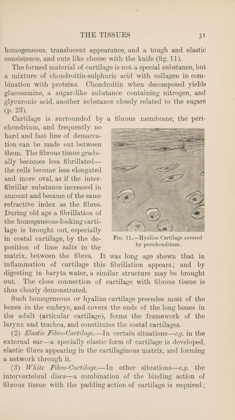 homogeneous, translucent appearance, and a tough and elastic consistence, and cuts like cheese with the knife (fig. 11). The formed material of cartilage is not a special substance, but a mixture of chondroitin-sulphuric acid with collagen in com¬ bination with proteins. Chondroitin when decomposed yields glucosamine, a sugar-like substance containing nitrogen, and glycuronic acid, another substance closely related to the sugars (p. 23). Cartilage is surrounded by a fibrous membrane, the peri¬ chondrium, and frequently no hard and fast line of demarca¬ tion can be made out between them. The fibrous tissue gradu¬ ally becomes less fibrillated— the cells become less elongated and more oval, as if the inter- fibrillar substance increased in amount and became of the same refractive index as the fibres. During old age a fibrillation of the homogeneous-looking carti¬ lage is brought out, especially in costal cartilage, by the de- Fig- ^—Hyaline Cartilage covered position of lime salts in the by perichondrium. matrix, between the fibres. It was long ago shown that in inflammation of cartilage this fibrillation appears; and by digesting in baryta water, a similar structure may be brought out. The close connection of cartilage with fibrous tissue is thus clearly demonstrated. Such homogeneous or hyaline cartilage precedes most of the bones in the embryo, and covers the ends of the long bones in the adult (articular cartilage), forms the framework of the larynx and trachea, and constitutes the costal cartilages. (2) Elastic Fibro-Cartilage.—In certain situations—e.g. in the external ear—a specially elastic form of cartilage is developed, elastic fibres appearing in the cartilaginous matrix, and forming a network through it. (3) White Fibro-Cartilage.—In other situations—e.g. the intervertebral discs—a combination of the binding action of fibrous tissue with the padding action of cartilage is required;