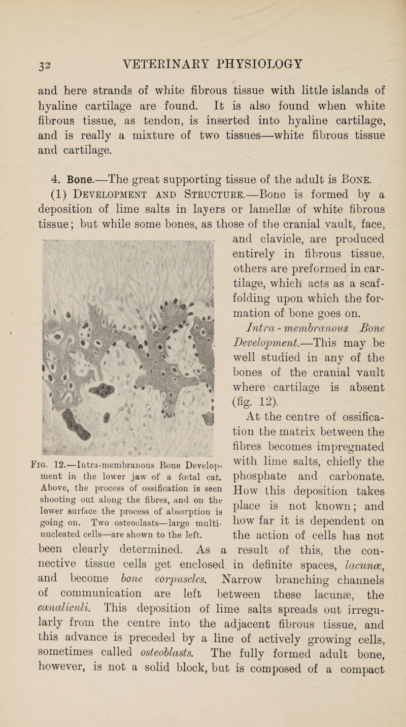 and here strands of white fibrous tissue with little islands of hyaline cartilage are found. It is also found when white fibrous tissue, as tendon, is inserted into hyaline cartilage, and is really a mixture of two tissues—white fibrous tissue and cartilage. 4. Bone.—The great supporting tissue of the adult is Bone. (1) Development and Structure.—Bone is formed by a deposition of lime salts in layers or lamellae of white fibrous tissue; but while some bones, as those of the cranial vault, face, Fig. 12.—Intra-membranous Bone Develop¬ ment in tlie lower jaw of a foetal cat. Above, the process of ossification is seen shooting out along the fibres, and on the lower surface the process of absorption is going on. Two osteoclasts—large multi- nucleated cells—are shown to the left. been clearly determined. As a and clavicle, are produced entirely in fibrous tissue, others are preformed in car¬ tilage, which acts as a scaf¬ folding upon which the for¬ mation of bone goes on. Intra - membranous Bone Development.—This may be well studied in any of the bones of the cranial vault where cartilage is absent (fig. 12). At the centre of ossifica¬ tion the matrix between the fibres becomes impregnated with lime salts, chiefly the phosphate and carbonate. How this deposition takes place is not known; and how far it is dependent on the action of cells has not result of this, the con¬ nective tissue cells get enclosed in definite spaces, lacunae, and become bone corpuscles. Narrow branching channels of communication are left between these lacunae, the canaliculi. This deposition of lime salts spreads out irregu¬ larly from the centre into the adjacent fibrous tissue, and this advance is preceded by a line of actively growing cells, sometimes called osteoblasts. The fully formed adult bone, however, is not a solid block, but is composed of a compact