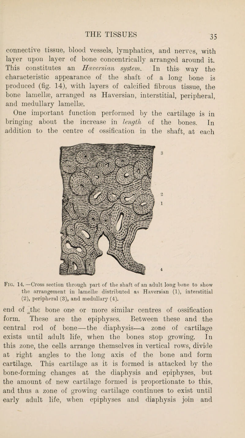 connective tissue, blood vessels, lymphatics, and nerves, with layer upon layer of bone concentrically arranged around it. This constitutes an Haversian system. In this way the characteristic appearance of the shaft of a long bone is produced (fig. 14), with layers of calcified fibrous tissue, the bone lamellae, arranged as Haversian, interstitial, peripheral, and medullary lamellae. One important function performed by the cartilage is in bringing about the increase in length of the bones. In addition to the centre of ossification in the shaft, at each Fig. 14. —Cross section through part of the shaft of an adult long bone to show the arrangement in lamellae distributed as Haversian (1), interstitial (2), peripheral (3), and medullary (4). end of the bone one or more similar centres of ossification form. These are the epiphyses. Between these and the central rod of bone—the diaphysis—a zone of cartilage exists until adult life, when the bones stop growing. In this zone, the cells arrange themselves in vertical rows, divide at right angles to the long axis of the bone and form cartilage. This cartilage as it is formed is attacked by the bone-forming changes at the diaphysis and epiphyses, but the amount of new cartilage formed is proportionate to this, and thus a zone of growing cartilage continues to exist until early adult life, when epiphyses and diaphysis join and