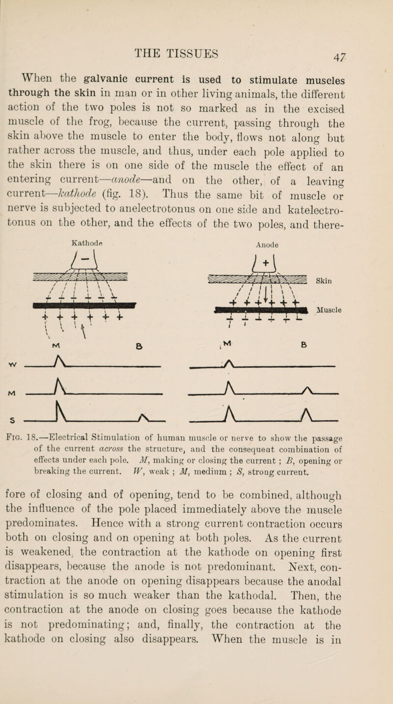 When the galvanic current is used to stimulate muscles through the skin in man or in other living animals, the different action of the two poles is not so marked as in the excised muscle of the frog, because the current, passing through the skin above the muscle to enter the body, hows not along but rather across the muscle, and thus, under each pole applied to the skin there is on one side of the muscle the effect of an entering current—anode—and on the other, of a leaving current—kathode (fig. 18). Thus the same bit of muscle or nerve is subjected to anelectrotonus on one side and katelectro- tonus on the other, and the effects of the two poles, and there- Fig. 18.—Electrical Stimulation of human muscle or nerve to show the passage of the current across the structure, and the consequent combination of effects under each pole. M, making or closing the current ; B, opening or breaking the current. W, weak ; M, medium ; S, strong current. fore of closing and of opening, tend to be combined, although the influence of the pole placed immediately above the muscle predominates. Hence with a strong current contraction occurs both on closing and on opening at both poles. As the current is weakened, the contraction at the kathode on opening first disappears, because the anode is not predominant. Uext, con¬ traction at the anode on opening disappears because the anodal stimulation is so much weaker than the kathodal. Then, the contraction at the anode on closing goes because the kathode is not predominating; and, finally, the contraction at the kathode on closing also disappears. When the muscle is in