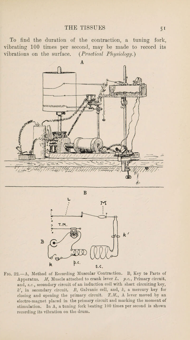 To find the duration of the contraction, a tuning fork, vibrating 100 times per second, may be made to record its vibrations on the surface. (Practical Physiology.) A Fig. 22.—A, Method of Recording Muscular Contraction. B, Key to Parts of Apparatus. M, Muscle attached to crank lever L. p.c., Primary circuit, and, s.c., secondary circuit of an induction coil with short circuiting key, k'y in secondary circuit. B, Galvanic cell, and, k, a mercury key for closing and opening the primary circuit. T.M., A lever moved by an electro-magnet placed in the primary circuit and marking the moment of stimulation. In A, a tuning fork beating 100 times per second is shown recording its vibration on the drum.