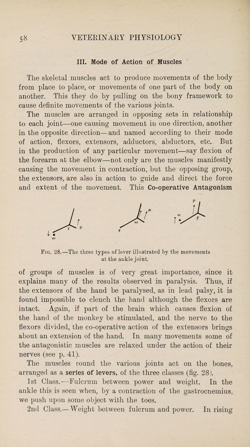 III. Mode of Action of Muscles The skeletal muscles act to produce movements of the body from place to place, or movements of one part of the body on another. This they do by pulling on the bony framework to cause definite movements of the various joints. The muscles are arranged in opposing sets in relationship to each joint—one causing movement in one direction, another in the opposite direction—and named according to their mode of action, flexors, extensors, adductors, abductors, etc. But in the production of any particular movement—say flexion of the forearm at the elbow—not only are the muscles manifestly causing the movement in contraction, but the opposing group, the extensors, are also in action to guide and direct the force and extent of the movement. This Co-operative Antagonism w Fig. 28.—The three types of lever illustrated by the movements at the ankle joint. of groups of muscles is of very great importance, since it explains many of the results observed in paralysis. Thus, if the extensors of the hand be paralysed, as in lead palsy, it is found impossible to clench the band although the flexors are intact. Again, if part of the brain which causes flexion of the hand of the monkey be stimulated, and the nerve to the flexors divided, the co-operative action of the extensors brings about an extension of the hand. In many movements some of the antagonistic muscles are relaxed under the action of their nerves (see p. 41). The muscles round the various joints act on the bones, arranged as a series of levers, of the three classes (fig. 28). 1st Class.—Fulcrum between power and weight. In the ankle this is seen when, by a contraction of the gastrocnemius, we push upon some object with the toes. 2nd Class.—Weight between fulcrum and power. In rising