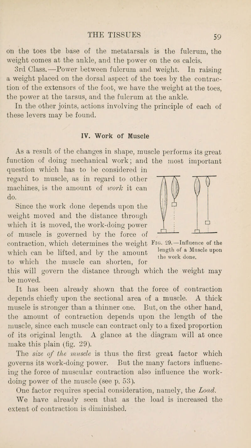 on the toes the base of the metatarsals is the fulcrum, the weight comes at the ankle, and the power on the os calcis. 3rd Class.—Power between fulcrum and weight. In raising a weight placed on the dorsal aspect of the toes by the contrac¬ tion of the extensors of the foot, we have the weight at the toes, the power at the tarsus, and the fulcrum at the ankle. In the other joints, actions involving the principle of each of these levers may be found. P JZL IV. Work of Muscle As a result of the changes in shape, muscle performs its great function of doing mechanical work; and the most important question which has to be considered in regard to muscle, as in regard to other machines, is the amount of work it can do. Since the work done depends upon the weight moved and the distance through which it is moved, the work-doing power of muscle is governed by the force of contraction, which determines the weight Fig- 29.—Influence of the w’hich can be lifted, and by the amount 1®ngth 0f * Mnscle uPon ^ the work done. to which the muscle can shorten, for this will govern the distance through which the weight may be moved. It has been already shown that the force of contraction depends chiefly upon the sectional area of a muscle. A thick muscle is stronger than a thinner one. But, on the other hand, the amount of contraction depends upon the length of the muscle, since each muscle can contract only to a fixed proportion of its original length. A glance at the diagram will at once make this plain (fig. 29). The size of the muscle is thus the first great factor which governs its work-doing power. But the many factors influenc¬ ing the force of muscular contraction also influence the work¬ doing power of the muscle (see p. 53). One factor requires special consideration, namely, the Load. We have already seen that as the load is increased the extent of contraction is diminished.