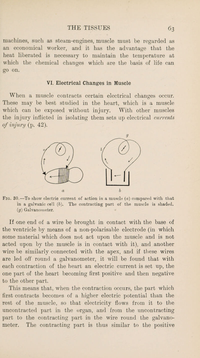 machines, such as steam-engines, muscle must be regarded as an economical worker, and it has the advantage that the heat liberated is necessary to maintain the temperature at which the chemical changes which are the basis of life can go on. VI. Electrical Changes in Muscle When a muscle contracts certain electrical changes occur. These may be best studied in the heart, which is a muscle which can be exposed without injury. With other muscles the injury inflicted in isolating them sets up electrical currents of injury (p. 42). 9 Fig. 30.—To show electric current of action in a muscle (a) compared with that in a galvanic cell (6). The contracting part of the muscle is shaded. (g) Galvanometer. If one end of a wire be brought in contact with the base of the ventricle by means of a non-polarisable electrode (in which some material which does nut act upon the muscle and is not acted upon by the muscle is in contact with it), and another wire be similarly connected with the apex, and if these wires are led off round a galvanometer, it will be found that with each contraction of the heart an electric current is set up, the one part of the heart becoming first positive and then negative to the other part. This means that, when the contraction occurs, the part which first contracts becomes of a higher electric potential than the rest of the muscle, so that electricity flows from it to the uncontracted part in the organ, and from the uncontracting part to the contracting part in the wire round the galvano¬ meter, The contracting part is thus similar to the positive