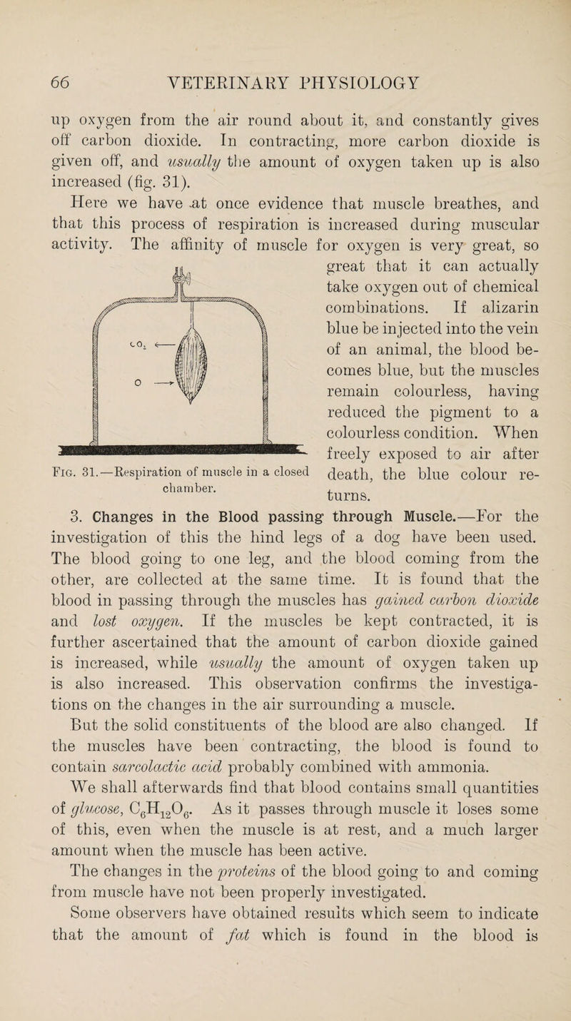 up oxygen from the air round about it, and constantly gives off carbon dioxide. In contracting, more carbon dioxide is given off, and usually the amount of oxygen taken up is also increased (fig. 31). Here we have -at once evidence that muscle breathes, and that this process of respiration is increased during muscular activity. The affinity of muscle for oxygen is very great, so great that it can actually take oxygen out of chemical combinations. If alizarin blue be injected into the vein of an animal, the blood be¬ comes blue, but the muscles remain colourless, having reduced the pigment to a colourless condition. When freely exposed to air after death, the blue colour re¬ turns. 3. Changes in the Blood passing through Muscle.—For the investigation of this the hind legs of a dog have been used. The blood going to one leg, and the blood coming from the other, are collected at the same time. It is found that the blood in passing through the muscles has gained carbon dioxide and lost oxygen. If the muscles be kept contracted, it is further ascertained that the amount of carbon dioxide gained Fig. 31.—Respiration of muscle in a closed chamber. is increased, while usually the amount of oxygen taken up is also increased. This observation confirms the investiga¬ tions on the changes in the air surrounding a muscle. But the solid constituents of the blood are also changed. If the muscles have been contracting, the blood is found to contain sarcolactic acid probably combined with ammonia. We shall afterwards find that blood contains small quantities of glucose, C6H1206. As it passes through muscle it loses some of this, even when the muscle is at rest, and a much larger amount when the muscle has been active. The changes in the proteins of the blood going to and coming from muscle have not been properly investigated. Some observers have obtained results which seem to indicate that the amount of fat which is found in the blood is