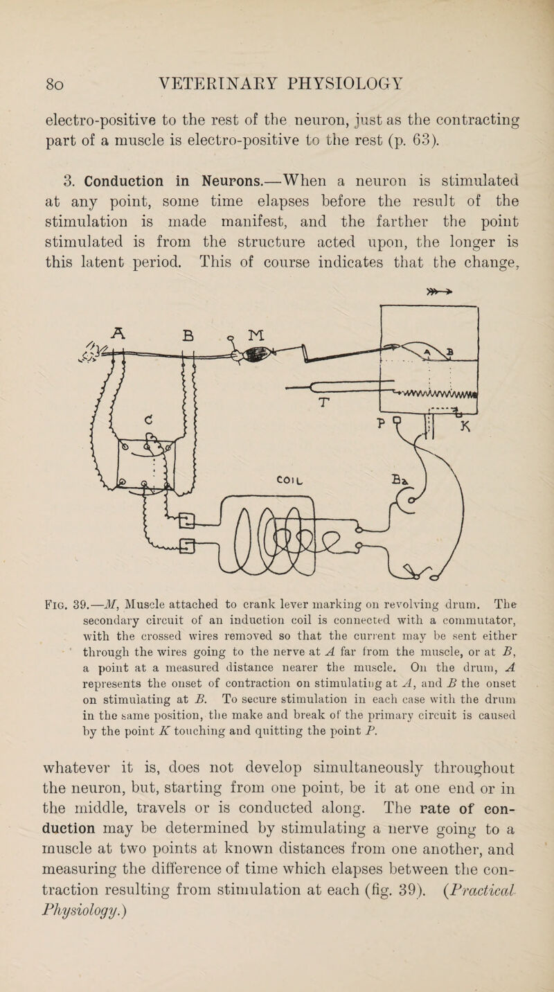 electro-positive to the rest of the neuron, just as the contracting part of a muscle is electro-positive to the rest (p. 63). 3. Conduction in Neurons.—When a neuron is stimulated at any point, some time elapses before the result of the stimulation is made manifest, and the farther the point stimulated is from the structure acted upon, the longer is this latent period. This of course indicates that the change, Fig. 39.—M, Muscle attached to crank lever marking on revolving drum. The secondary circuit of an induction coil is connected with a commutator, with the crossed wires removed so that the current may be sent either through the wires going to the nerve at A far from the muscle, or at B, a point at a measured distance nearer the muscle. On the drum, A represents the onset of contraction on stimulating at A, and B the onset on stimulating at B. To secure stimulation in each case with the drum in the same position, the make and break of the primary circuit is caused by the point K touching and quitting the point P. whatever it is, does not develop simultaneously throughout the neuron, but, starting from one point, be it at one end or in the middle, travels or is conducted along. The rate of con¬ duction may be determined by stimulating a nerve going to a muscle at two points at known distances from one another, and measuring the difference of time which elapses between the con¬ traction resulting from stimulation at each (fig. 39). (Practical Physiology.)