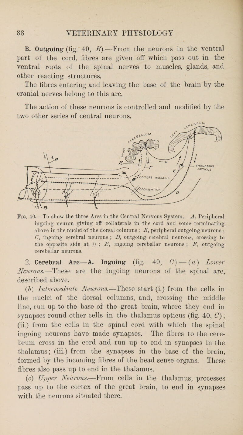 B. Outgoing (fig. 40, B).—From the neurons in the ventral part of the cord, fibres are given off which pass out in the ventral roots of the spinal nerves to muscles, glands, and other reacting structures. The fibres entering and leaving the base of the brain by the cranial nerves belong to this arc. The action of these neurons is controlled and modified by the two other series of central neurons. Fig. 40.—To show the three Arcs in the Central Nervous System. A, Peripheral ingoing neuron giving off collaterals in the cord and some terminating above in the nuclei of the dorsal columns ; B, peripheral outgoing neurons ; C, ingoing cerebral neurons ; D, outgoing cerebral neurons, crossing to the opposite side at // ; B, ingoing cerebellar neurons ; F, outgoing cerebellar neurons. 2. Cerebral Are—A. Ingoing (fig. 40, C) — (a) Lower Neurons.-—These are the ingoing neurons of the spinal arc, described above. (b) Intermediate Neurons.—These start (i.) from the cells in the nuclei of the dorsal columns, and, crossing the middle line, run up to the base of the great brain, where they end in synapses round other cells in the thalamus opticus (fig. 40, C); (ii.) from the cells in the spinal cord with which the spinal ingoing neurons have made synapses. The fibres to the cere¬ brum cross in the cord and run up to end in synapses in the thalamus; (iii.) from the synapses in the base of the brain, formed by the incoming fibres of the head sense organs. These fibres also pass up to end in the thalamus. (e) Upper Neurons.—From cells in the thalamus, processes pass up to the cortex of the great brain, to end in synapses with the neurons situated there.