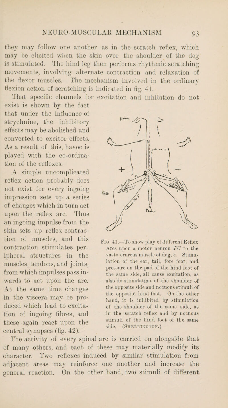 they may follow one another as in the scratch reflex, which may be elicited when the skin over the shoulder of the dog is stimulated. The hind leg then performs rhythmic scratching movements, involving alternate contraction and relaxation of the flexor muscles. The mechanism involved in the ordinary flexion action of scratching is indicated in fig. 41. That specific channels for excitation and inhibition do not exist is shown by the fact that under the influence of strychnine, the inhibitory effects may be abolished and converted to excitor effects. As a result of this, havoc is played with the co-ordina¬ tion of the reflexes. A simple uncomplicated reflex action probably does not exist, for every ingoing impression sets up a series of changes which in turn act upon the reflex arc. Thus an ingoing impulse from the skin sets up reflex contrac¬ tion of muscles, and this contraction stimulates per¬ ipheral structures in the muscles, tendons, and joints, from which impulses pass in¬ wards to act upon the arc. At the same time changes in the viscera may be pro¬ duced which lead to excita¬ tion of ingoing fibres, and these again react upon the central synapses (fig. 42). The activity of every spinal arc is carried on alongside that of many others, and each of these may materially modify its character. Two reflexes induced by similar stimulation from adjacent areas may reinforce one another and increase the general reaction. On the other hand, two stimuli of different Fig. 41.—To show play of different Reflex Arcs upon a motor neuron FC to the vasto-erureus muscle of dog, e. Stimu¬ lation of the ear, tail, fore foot, and pressure on the pad of the hind foot of the same side, all cause excitation, as also do stimulation of the shoulder of the opposite side and nocuous stimuli of the opposite hind foot. On the other hand, it is inhibited by stimulation of the shoulder of the same side, as in the scratch reflex and by nocuous stimuli of the hind foot of the same side. (Sherrington.)