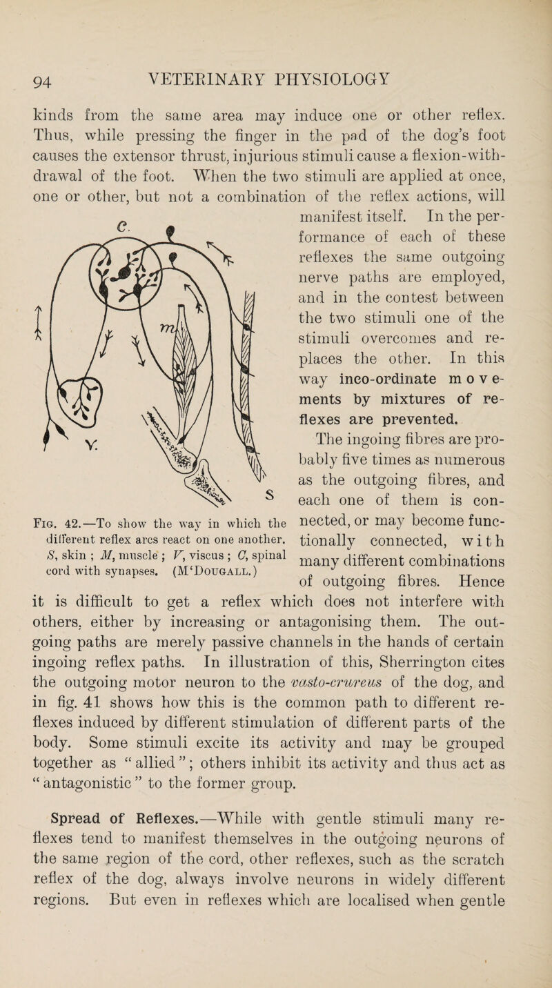 kinds from the same area may induce one or other reflex. Thus, while pressing the finger in the pad of the dog’s foot causes the extensor thrust, injurious stimuli cause a flexion-with- drawal of the foot. When the two stimuli are applied at once, one or other, but not a combination of the reflex actions, will manifest itself. In the per¬ formance of each of these reflexes the same outgoing nerve paths are employed, and in the contest between the two stimuli one of the stimuli overcomes and re¬ places the other. In this way ineo-ordinate m o v e- ments by mixtures of re¬ flexes are prevented. The ingoing fibres are pro¬ bably five times as numerous as the outgoing fibres, and each one of them is con¬ nected, or may become func¬ tionally connected, with many different combinations of outgoing fibres. Hence it is difficult to get a reflex which does not interfere with others, either by increasing or antagonising them. The out¬ going paths are merely passive channels in the hands of certain ingoing reflex paths. In illustration of this, Sherrington cites the outgoing motor neuron to the vasto-crureas of the dog, and in fig. 41 shows how this is the common path to different re¬ flexes induced by different stimulation of different parts of the body. Some stimuli excite its activity and may be grouped together as “ allied ”; others inhibit its activity and thus act as “ antagonistic ” to the former group. Fig. 42.—To show the way in which the different reflex arcs react on one another. S, skin ; M, muscle ; V, viscus ; C, spinal cord with synapses. (M‘Dougall. ) Spread of Reflexes.—While with gentle stimuli many re¬ flexes tend to manifest themselves in the outgoing neurons of the same region of the cord, other reflexes, such as the scratch reflex of the dog, always involve neurons in widely different regions. But even in reflexes which are localised when gentle