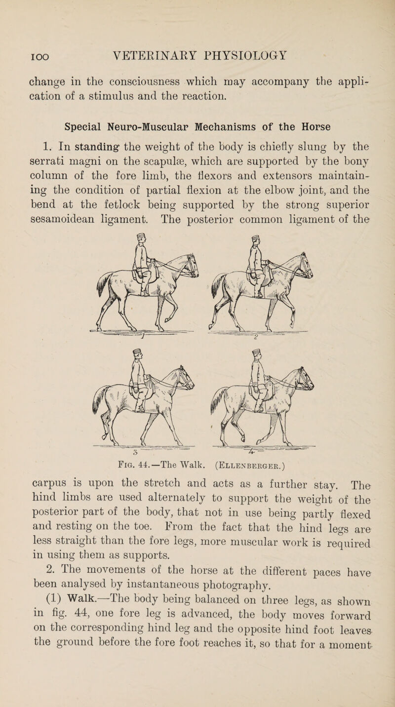 change in the consciousness which may accompany the appli¬ cation of a stimulus and the reaction. Special Neuro-Museular Mechanisms of the Horse 1. In standing the weight of the body is chiefly slung by the serrati magni on the scapulae, which are supported by the bony column of the fore limb, the flexors and extensors maintain¬ ing the condition of partial flexion at the elbow joint, and the bend at the fetlock being supported by the strong superior sesamoidean ligament. The posterior common ligament of the Fig. 44.—Tlie Walk. (Ellenberger.) carpus is upon the stretch and acts as a further stay. The hind limbs are used alternately to support the weight of the posterior part of the body, that not in use being partly flexed and resting on the toe. From the fact that the hind legs are less straight than the fore legs, more muscular work is required in using them as supports. 2. The movements of the horse at the different paces have been analysed by instantaneous photography. (1) Walk—The body being balanced on three legs, as shown in fig. 44, one fore leg is advanced, the body moves forward on the corresponding hind leg and the opposite hind foot leaves the ground before the fore foot reaches it, so that for a moment