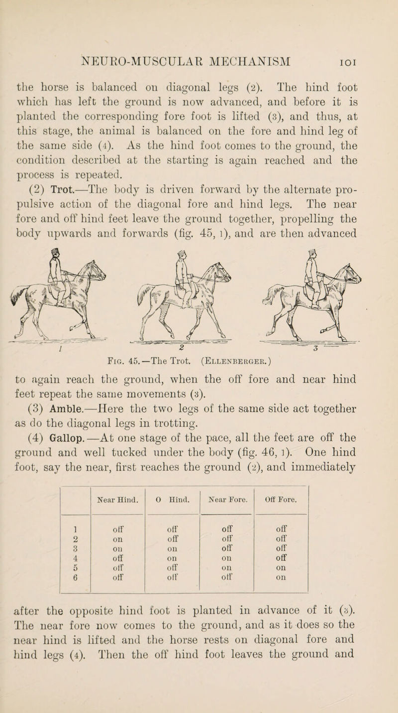 the horse is balanced on diagonal legs (2). The hind foot which has left the ground is now advanced, and before it is planted the corresponding fore foot is lifted (3), and thus, at this stage, the animal is balanced on the fore and hind leg of the same side (4). As the hind foot comes to the ground, the condition described at the starting is again reached and the process is repeated. (2) Trot.—The body is driven forward by the alternate pro¬ pulsive action of the diagonal fore and hind legs. The near fore and off hind feet leave the ground together, propelling the body upwards and forwards (fig. 45, 1), and are then advanced Fig. 45.—The Trot. (Ellenberger.) to again reach the ground, when the off fore and near hind feet repeat the same movements (3). (3) Amble.—Here the two legs of the same side act together as do the diagonal legs in trotting. (4) Gallop.—At one stage of the pace, all the feet are off the ground and well tucked under the body (fig. 46, ]). One hind foot, say the near, first reaches the ground (2), and immediately Near Hind. 0 Hind. Near Fore. Off Fore. 1 off off off off 2 on off off off 3 Oil on off off 4 off on on off 5 oif off on on 6 off off off on after the opposite hind foot is planted in advance of it (a). The near fore now comes to the ground, and as it does so the near hind is lifted and the horse rests on diagonal fore and