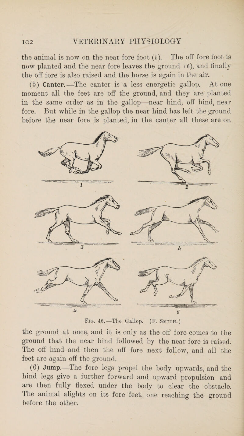 the animal is now on the near fore foot (5). The off fore foot is now planted and the near fore leaves the ground (6), and finally the off fore is also raised and the horse is again in the air. (5) Canter.—The canter is a less energetic gallop. At one moment all the feet are off the ground, and they are planted in the same order as in the gallop—near hind, off hind, near fore. But while in the gallop the near hind has left the ground before the near fore is planted, in the canter all these are on Fig. 46.—The Gallop. (F. Smith.) the ground at once, and it is only as the off fore comes to the ground that the near hind followed by the near fore is raised. The off hind and then the off fore next follow, and all the feet are again off the ground. (6) Jump.—The fore legs propel the body upwards, and the hind legs give a further forward and upward propulsion and are then fully flexed under the body to clear the obstacle. The animal alights on its fore feet, one reaching the ground before the other.