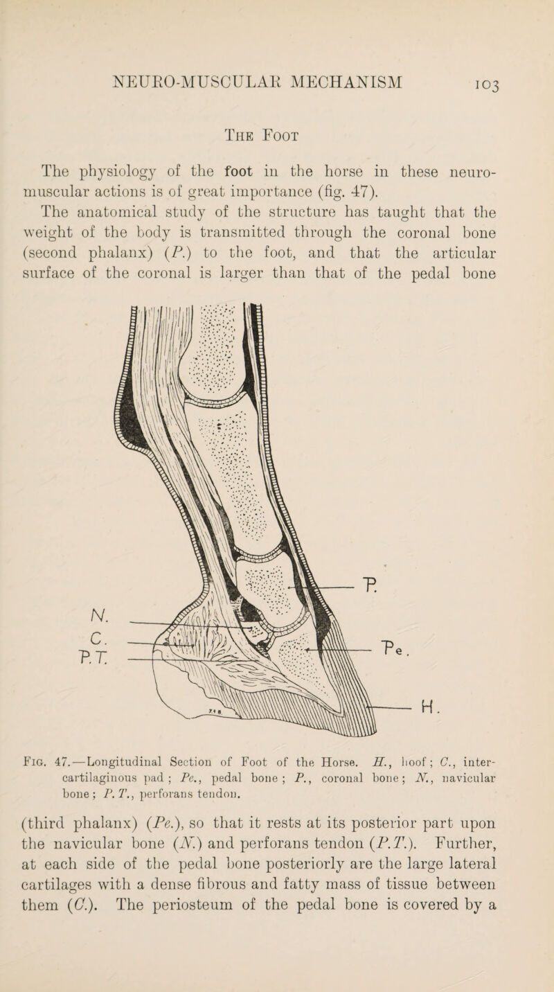 The Foot The physiology of the foot in the horse in these neuro¬ muscular actions is of great importance (fig. 47). The anatomical study of the structure has taught that the weight of the body is transmitted through the coronal bone (second phalanx) (P.) to the foot, and that the articular surface of the coronal is larger than that of the pedal bone Fig. 47. — Longitudinal Section of Foot of the Horse. H., lioof; C., inter- cartilaginous pad; Pc., pedal bone; P., coronal bone; N., navicular bone; P.T., perforans tendon. (third phalanx) (Pe.), so that it rests at its posterior part upon the navicular bone (N.) and perforans tendon (P.T.). Further, at each side of the pedal bone posteriorly are the large lateral cartilages with a dense fibrous and fatty mass of tissue between them (G.). The periosteum of the pedal bone is covered by a