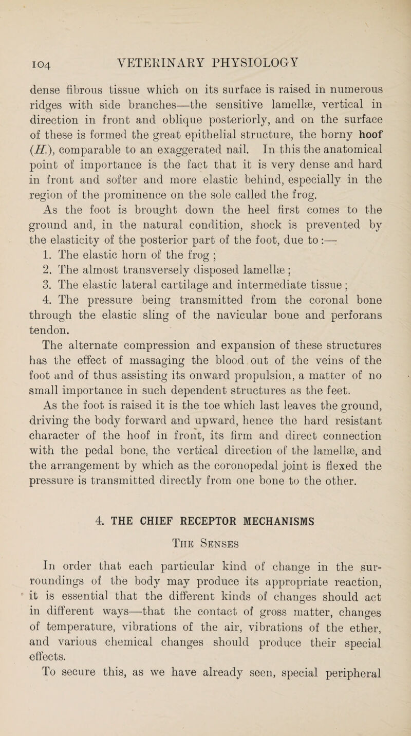 dense fibrous tissue which on its surface is raised in numerous ridges with side branches—the sensitive lamellae, vertical in direction in front and oblique posteriorly, and on the surface of these is formed the great epithelial structure, the horny hoof (.H.), comparable to an exaggerated nail. In this the anatomical point of importance is the fact that it is very dense and hard in front and softer and more elastic behind, especially in the region of the prominence on the sole called the frog. As the foot is brought down the heel first comes to the ground and, in the natural condition, shock is prevented by the elasticity of the posterior part of the foot, due to:— 1. The elastic horn of the frog ; 2. The almost transversely disposed lamellae ; 3. The elastic lateral cartilage and intermediate tissue; 4. The pressure being transmitted from the coronal bone through the elastic sling of the navicular bone and perforans tendon. The alternate compression and expansion of these structures has the effect of massaging the blood out of the veins of the foot and of thus assisting its onward propulsion, a matter of no small importance in such dependent structures as the feet. As the foot is raised it is the toe which last leaves the ground, driving the body forward and upward, hence the hard resistant character of the hoof in front, its firm and direct connection with the pedal bone, the vertical direction of the lamellae, and the arrangement by which as the coronopedal joint is flexed the pressure is transmitted directly from one bone to the other. 4. THE CHIEF RECEPTOR MECHANISMS The Senses In order that each particular kind of change in the sur¬ roundings of the body may produce its appropriate reaction, it is essential that the different kinds of changes should act in different ways—that the contact of gross matter, changes of temperature, vibrations of the air, vibrations of the ether, and various chemical changes should produce their special effects. To secure this, as we have already seen, special peripheral