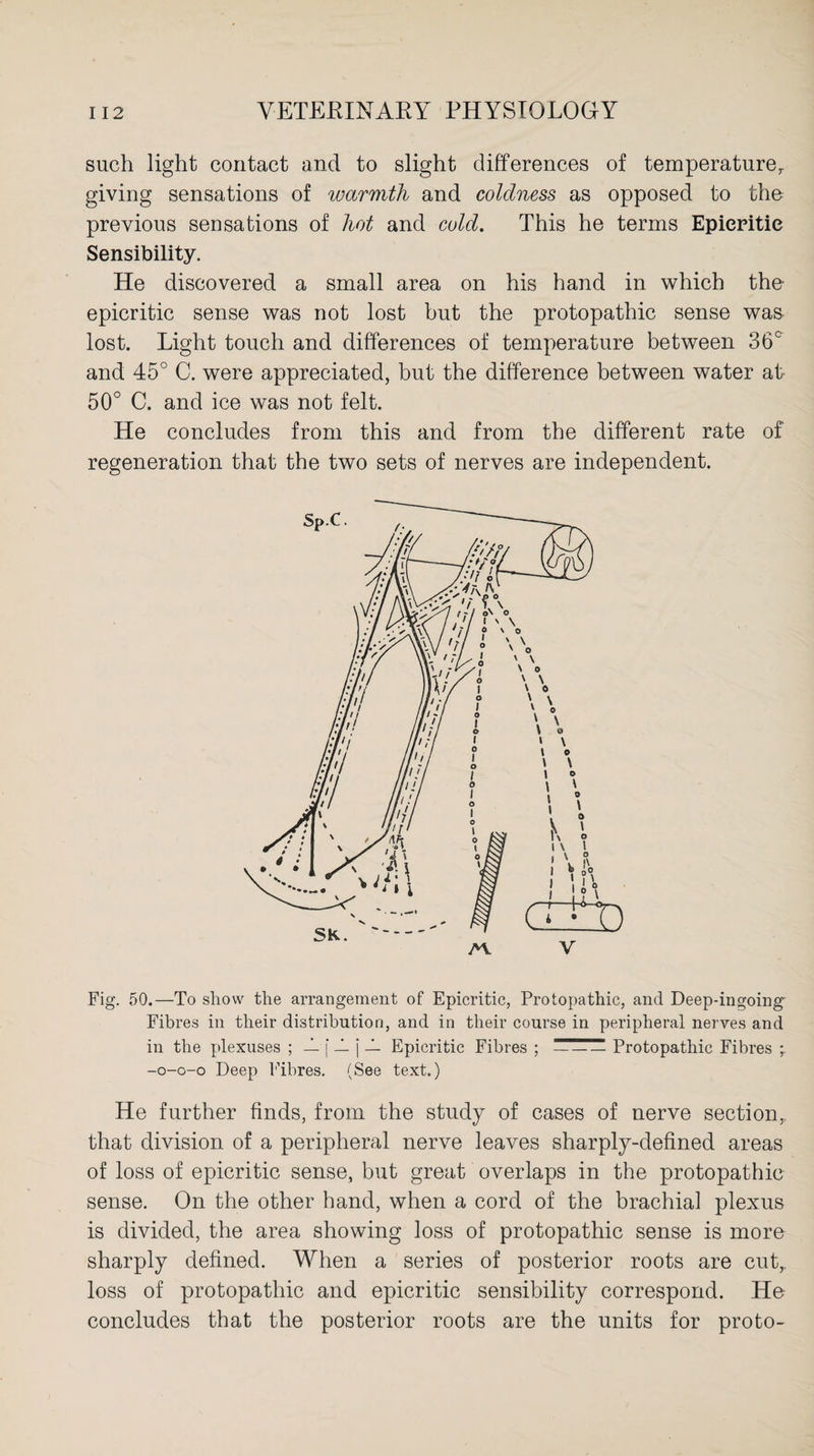 such light contact and to slight differences of temperaturer giving sensations of warmth and coldness as opposed to the previous sensations of hot and cold. This he terms Epieritie Sensibility. He discovered a small area on his hand in which the epieritie sense was not lost but the protopathic sense was lost. Light touch and differences of temperature between 36° and 45° C. were appreciated, but the difference between water at 50° C. and ice was not felt. He concludes from this and from the different rate of regeneration that the two sets of nerves are independent. Fig. 50.—To show the arrangement of Epieritie, Protopathic, and Deep-ingoing Fibres in their distribution, and in their course in peripheral nerves and in the plexuses ; — f _L j _L Epieritie Fibres ;-Protopathic Fibres * -o-o-o Deep Fibres. (See text.) He further finds, from the study of cases of nerve section,, that division of a peripheral nerve leaves sharply-defined areas of loss of epieritie sense, but great overlaps in the protopathic sense. On the other hand, when a cord of the brachial plexus is divided, the area showing loss of protopathic sense is more sharply defined. When a series of posterior roots are cut,, loss of protopathic and epieritie sensibility correspond. He concludes that the posterior roots are the units for proto-