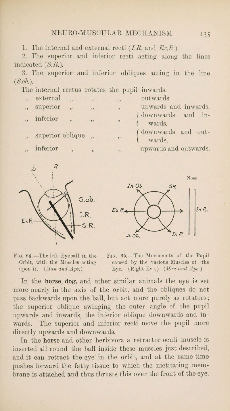 1. The internal and external recti (I.R. and Ex.R.). 2. The superior and inferior recti acting along the lines indicated (S.R.). 3. The superior and inferior obliques acting in the line (S.ob.). The internal rectus rotates the pupil inwards. ,, outwards. ,, upwards and inwards, f downwards and in- { wards. f downwards and out- l wards. ,, upwards and outwards. external „ ,, superior „ inferior „ „ superior oblique ,, inferior A Nose In Olr. 5R InR. Fig. 64.—The left Eyeball in the Orbit, with the Muscles acting upon it. (Man and Ape.) Fig. 65.—The Movements of the Pupil caused by the various Muscles of the Eye. (Right Eye.) (Man and Ape.) In the horse, dog, and other similar animals the eye is set more nearly in the axis of the orbit, and the obliques do not pass backwards upon the ball, but act more purely as rotators; the superior oblique swinging the outer angle of the pupil upwards and inwards, the inferior oblique downwards and in¬ wards. The superior and inferior recti move the pupil more directly upwards and downwards. In the horse and other herbivora a retractor oculi muscle is inserted all round the ball inside these muscles just described, and it can retract the eye in the orbit, and at the same time pushes forward the fatty tissue to which the nictitating mem¬ brane is attached and thus thrusts this over the front of the eye.