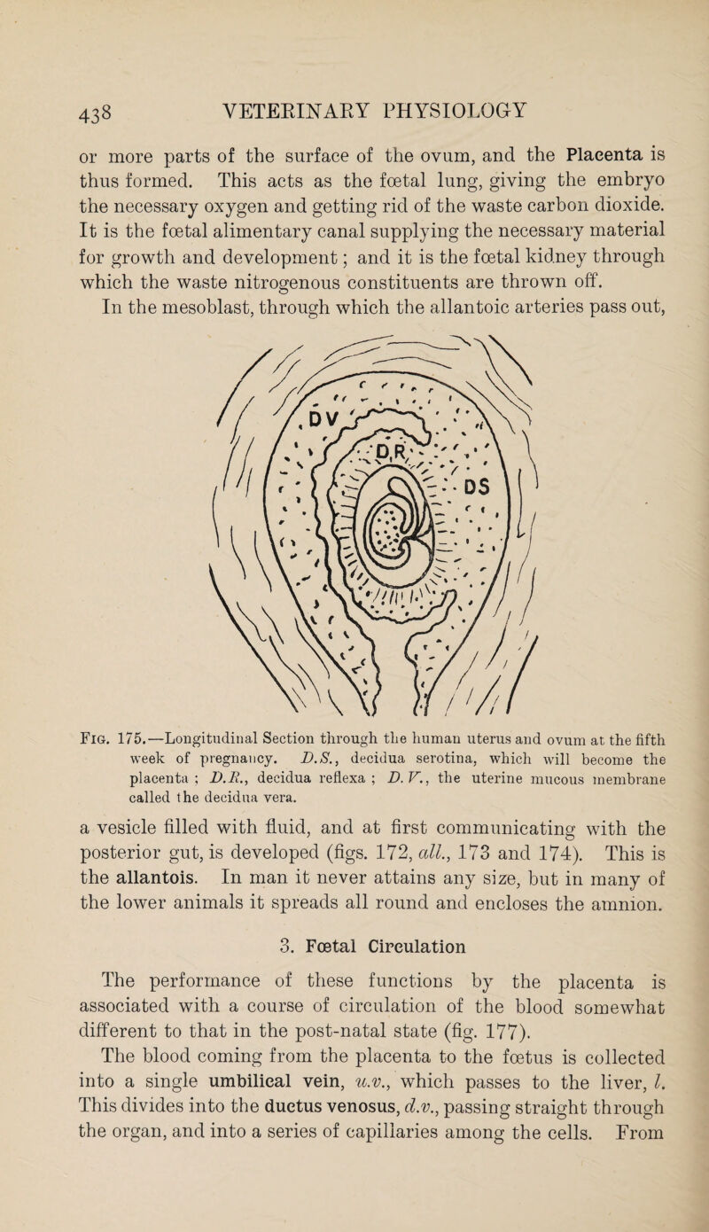 or more parts of the surface of the ovum, and the Placenta is thus formed. This acts as the foetal lung, giving the embryo the necessary oxygen and getting rid of the waste carbon dioxide. It is the foetal alimentary canal supplying the necessary material for growth and development; and it is the foetal kidney through which the waste nitrogenous constituents are thrown off. In the mesoblast, through which the allantoic arteries pass out, Fig. 175.—Longitudinal Section through the human uterus and ovum at the fifth week of pregnancy. D.S., decidua serotina, which will become the placenta ; D.B., decidua reflexa ; D. V., the uterine mucous membrane called the decidua vera. a vesicle filled with fluid, and at first communicating with the posterior gut, is developed (figs. 172, all., 173 and 174). This is the allantois. In man it never attains any size, but in many of the lower animals it spreads all round and encloses the amnion. 3. Foetal Circulation The performance of these functions by the placenta is associated with a course of circulation of the blood somewhat different to that in the post-natal state (fig. 177). The blood coming from the placenta to the foetus is collected into a single umbilical vein, u.v., which passes to the liver, l. This divides into the ductus venosus, d.v., passing straight through the organ, and into a series of capillaries among the cells. From