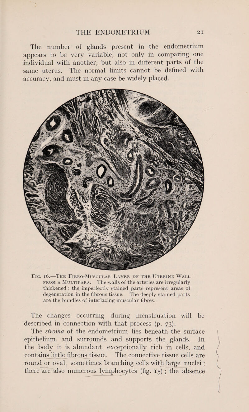 The number of glands present in the endometrium appears to be very variable, not only in comparing one individual with another, but also in different parts of the same uterus. The normal limits cannot be defined with accuracy, and must in any case be widely placed. Fig. 16.—The Fibro-Muscular Layer of the Uterine Wall from a Multipara. The walls of the arteries are irregularly thickened; the imperfectly stained parts represent areas of degeneration in the fibrous tissue. The deeply stained parts are the bundles of interlacing muscular fibres. The changes occurring during menstruation will be described in connection with that process (p. 73). The stroma of the endometrium lies beneath the surface epithelium, and surrounds and supports the glands. In the body it is abundant, exceptionally rich in cells, and contains little fibrous tissue. The connective tissue cells are round or oval, sometimes branching cells with large nuclei; there are also numerous lymphocytes (fig. 15) ; the absence