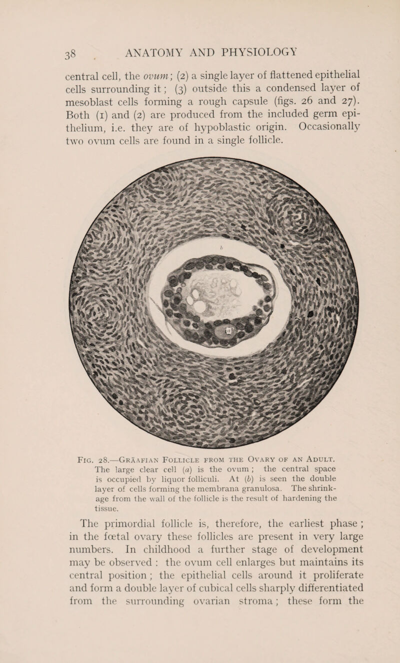 central cell, the ovum; (2) a single layer of flattened epithelial cells surrounding it; (3) outside this a condensed layer of mesoblast cells forming a rough capsule (figs. 26 and 27). Both (1) and (2) are produced from the included germ epi¬ thelium, i.e. they are of hypoblastic origin. Occasionally two ovum cells are found in a single follicle. Fig. 28.—Graafian Follicle from the Ovary of an Adult. The large clear cell (a) is the ovum ; the central space is occupied by liquor folliculi. At (b) is seen the double layer of cells forming the membrana granulosa. The shrink¬ age from the wall of the follicle is the result of hardening the tissue. The primordial follicle is, therefore, the earliest phase ; in the foetal ovary these follicles are present in very large numbers. In childhood a further stage of development may be observed : the ovum cell enlarges but maintains its central position ; the epithelial cells around it proliferate and form a double layer of cubical cells sharply differentiated from the surrounding ovarian stroma; these form the