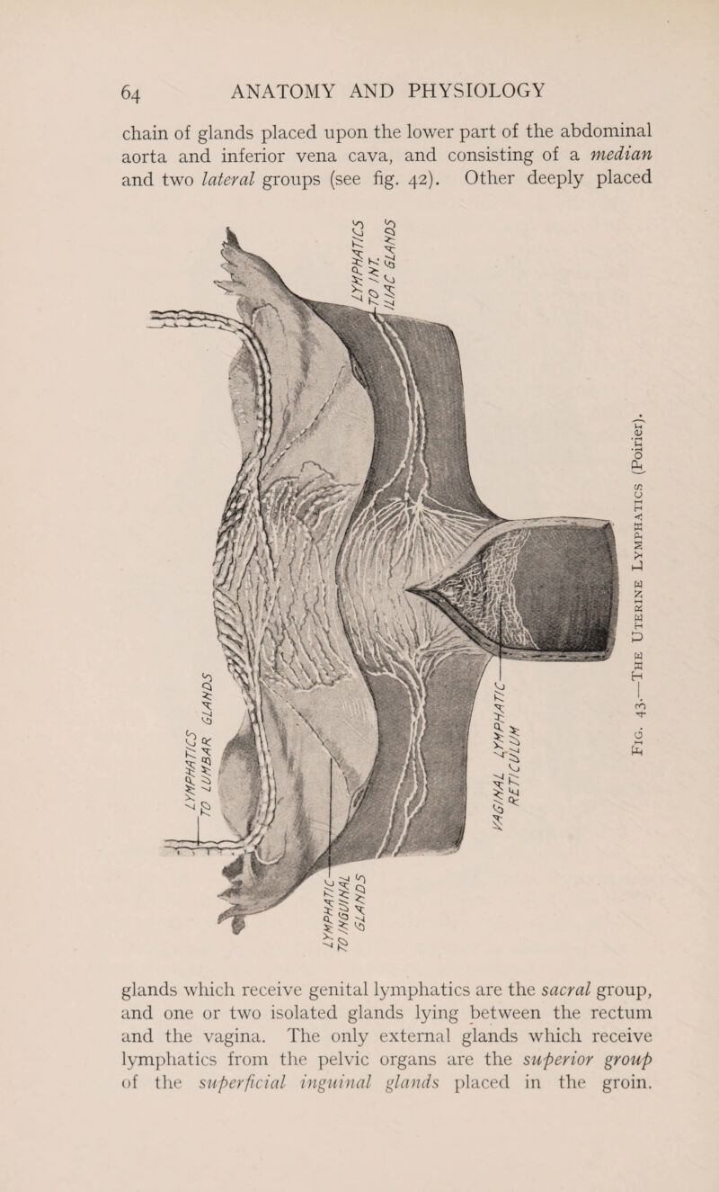 chain of glands placed upon the lower part of the abdominal aorta and inferior vena cava, and consisting of a median and two lateral groups (see fig. 42). Other deeply placed glands which receive genital lymphatics are the sacral group, and one or two isolated glands lying between the rectum and the vagina. The only external glands which receive lymphatics from the pelvic organs are the superior group of the superficial inguinal glands placed in the groin.