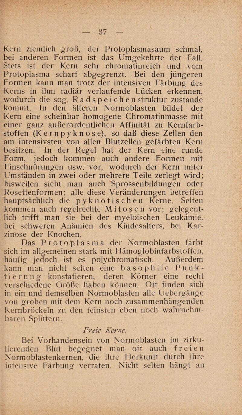 Kern ziemlich groß, der Protoplasmasaum schmal, bei anderen Formen ist das Umgekehrte der Fall. Stets ist der Kern sehr chromatinreich und vom Protoplasma scharf abgegrenzt. Bei den jüngeren Formen kann man trotz der intensiven Färbung des Kerns in ihm radiär verlaufende Lücken erkennen, wodurch die sog. Radspeichen Struktur zustande kommt, ln den älteren Normoblasten bildet der Kern eine scheinbar homogene Chromatinmasse mit einer ganz außerordentlichen Affinität zu Kernfarb¬ stoffen (K e r n p y k n o s e), so daß diese Zellen den am intensivsten von allen Blutzellen gefärbten Kern besitzen. In der Regel hat der Kern eine runde Form, jedoch kommen auch andere Formen mit Einschnürungen usw. vor, wodurch der Kern unter Umständen in zwei oder mehrere Teile zerlegt wird; bisweilen sieht man auch Sprossenbildungen oder Rosettenformen; alle diese Veränderungen betreffen hauptsächlich die pyknotischen Kerne. Selten kommen auch regelrechte Mitosen vor; gelegent¬ lich trifft man sie bei der myeloischen Leukämie, bei schweren Anämien des Kindesalters, bei Kar¬ zinose der Knochen. Das Protoplasma der Normoblasten färbt sich im allgemeinen stark mit Flämoglobinfarbstoffen, häufig jedoch ist es polychromatisch. Außerdem kann man nicht seiten eine basophile Punk¬ tierung konstatieren, deren Körner eine recht verschiedene Größe haben können. Oft finden sich in ein und demselben Normoblasten alle Uebergänge von groben mit dem Kern noch zusammenhängenden Kernbröckeln zu den feinsten eben noch wahrnehm¬ baren Splittern. Freie Kerne. Bei Vorhandensein von Normoblasten im zirku¬ lierenden Blut begegnet man oft auch freien Normoblastenkernen, die ihre Herkunft durch ihre intensive Färbung verraten. Nicht selten hängt an
