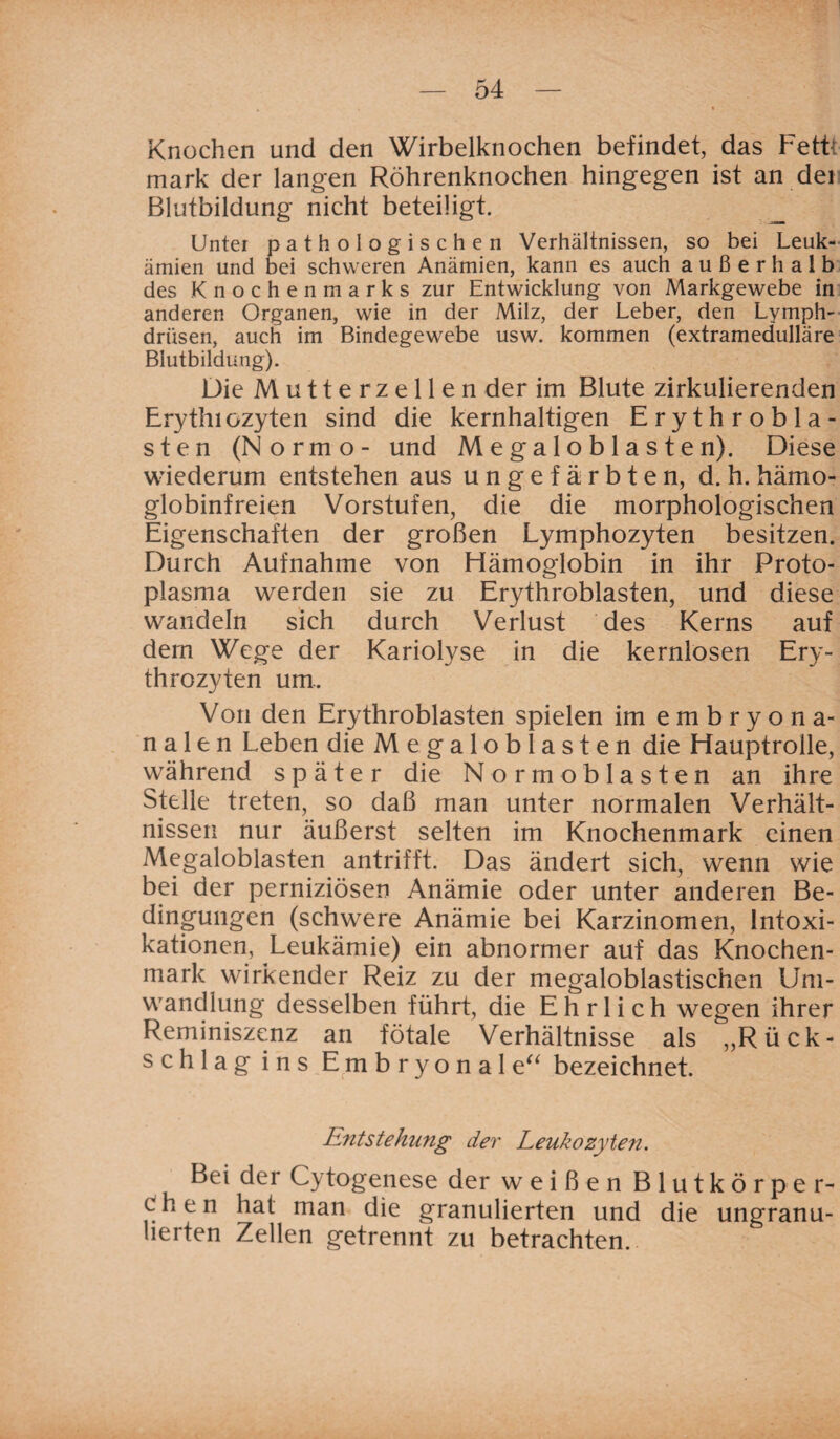 Knochen und den Wirbelknochen befindet, das Eettt mark der langen Röhrenknochen hingegen ist an dei Blutbildung nicht beteiligt. Unter pathologischen Verhältnissen, so bei Leuk¬ ämien und bei schweren Anämien, kann es auch außerhalb des Knochenmarks zur Entwicklung von Markgewebe in anderen Organen, wie in der Milz, der Leber, den Lymph- drüsen, auch im Bindegewebe usw. kommen (extramedulläre Blutbildung). Die Mutterzellen der im Blute zirkulierenden Erythiozyten sind die kernhaltigen Erythrobla- sten (Normo- und Megaloblasten). Diese wiederum entstehen aus ungefärbten, d. h. hämo¬ globinfreien Vorstufen, die die morphologischen Eigenschaften der großen Lymphozyten besitzen. Durch Aufnahme von Hämoglobin in ihr Proto¬ plasma werden sie zu Erythrobiasten, und diese wandeln sich durch Verlust des Kerns auf dem Wege der Kariolyse in die kernlosen Ery¬ throzyten um. Von den Erythrobiasten spielen im embryona- n a 1 e n Leben die Megaloblasten die Hauptrolle, während später die Nor moblasten an ihre Stelle treten, so daß man unter normalen Verhält¬ nissen nur äußerst selten im Knochenmark einen Megaloblasten antrifft. Das ändert sich, wenn wie bei der perniziösen Anämie oder unter anderen Be¬ dingungen (schwere Anämie bei Karzinomen, Intoxi¬ kationen, Leukämie) ein abnormer auf das Knochen¬ mark wirkender Reiz zu der megaloblastischen Um¬ wandlung desselben führt, die Ehrlich wegen ihrer Reminiszenz an fötale Verhältnisse als ‘„Rück¬ schlag ins Embryonal e“ bezeichnet. Entstehung der Leukozyten. Bei der Cytogenese der weißen Blutkörper¬ chen hat man die granulierten und die ungranu- herten Zellen getrennt zu betrachten.