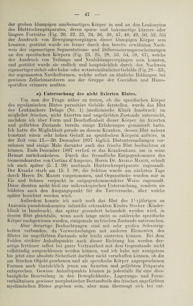 der groben klumpigen amöbenartigen Körper in und an den Leukocyten des Bluttrockenpräparates, deren sporn- und hakenartige kürzere oder längere Fortsätze (Fig. 20, 22, 23, 24, 36, 38, 47, 48, 49, 50, 52, 55) der Ausdruck von Bewegungsvorgängen dieser klumpigen Körper sein konnten; gestützt wurde sie ferner durch den bereits erwähnten Nach¬ weis der eigenartigen Segmentations- und Differenzierungserscheinungen an den speziffschen Körpern (Fig. 23, 25, 28, 53, 54, 58, 67), welche der Ausdruck von Teilungs- und Neubildungsvorgängen sein konnten, und gestützt wurde sie endlich und hauptsächlich durch den Nachweis eigenartiger sichel- oder kahn - oder wetzsteinähnlicher Gebilde (Fig. 28—33), der sogenannten Navikelformen, welche sofort an ähnliche Bildungen bei gewissen Zellschmarotzern aus der Gruppe der Coccidien und Hämo- sporidien erinnern mußten. a) Untersuchung’ des nicht fixierten Blutes. Um nun der Frage näher zu treten, ob die spezifischen Körper des myelämischen Blutes parasitäre Gebilde darstellen, wurde das Blut des Leukämikers Delago (Nr. 1) (medizinische Klinik Innsbruck) im möglichst frischen, nicht fixierten und ungefärbten Zustande untersucht, nachdem ich über Form und Beschaffenheit dieser Körper im fixierten und gefärbten Zustande bereits einige Erfahrungen gesammelt hatte. Ich hatte die Möglichkeit gerade an diesem Kranken, dessen Blut nahezu konstant einen sehr hohen Gehalt an spezifischen Körpern aufwies, in der Zeit vom 13.—30. Dezember 1897 täglich Blutuntersuchungen vor¬ nehmen und einige Male darunter auch das frische Blut beobachten zu können. Ende Dezember 1897 verließ er das Krankenhaus, um in seine Heimat zurückzukehren. Durch das freundliche Entgegenkommen des Gemeindearztes von Cortina d'Ampezzo, Herrn Dr. Angelo Majoni, erhielt ich auch später (5. I. 98) nochmals Bluttrockenpräparate zugesandt. Der Kranke starb am 15. I. 98; die Sektion wurde am nächsten Tage durch Herrn Dr. Majoni vorgenommen, und Organstücke wurden mir in Eis und Schnee verpackt in entgegenkommendster Weise zugesandt. Diese dienten nicht bloß zur mikroskopischen Untersuchung, sondern sie bildeten auch den Ausgangspunkt für die Tierversuche, über welche später berichtet werden wird. Außerdem konnte ich auch noch das Blut des l12jährigen an Anaemia pseudoleukaemica infantilis erkrankten Kindes Stecher (Kinder¬ klinik in Innsbruck), das später gesondert behandelt werden wird, in dessen Blut gleichfalls, wenn auch lange nicht so zahlreiche spezifische Körper nachgewiesen wurden, einigemale im frischen Zustande untersuchen. Aber derartige Beobachtungen sind mit sehr großen Schwierig¬ keiten verbunden, da Verwechselungen mit anderen Elementen des Blutes im ungefärbten Zustande sehr leicht eintreten können. Bei dem Fehlen strikter Anhaltspunkte nach dieser Dichtung hin werden der¬ artige Irrtiimer selbst bei guter Vertrautheit mit dem Gegenstände nicht vollständig ausgeschlossen werden können, und ich habe mir wenigstens bis jetzt eine absolute Sicherheit darüber nicht verschaffen können, ob die am frischen Objekt gesehenen und als spezifische Körper angesprochenen Formen auch thatsächlich jenen am fixierten und gefärbten Präparate entsprechen. Gewisse Anhaltspunkte können ja jedenfalls für eine dies¬ bezügliche Beurteilung in den Beweglichkeits-, Lagerungs- und Form¬ verhältnissen gewisser morphotischer Bestandteile des frischen ungefärbten myelämischen Blutes gegeben sein, aber man überzeugt sich bei ent-
