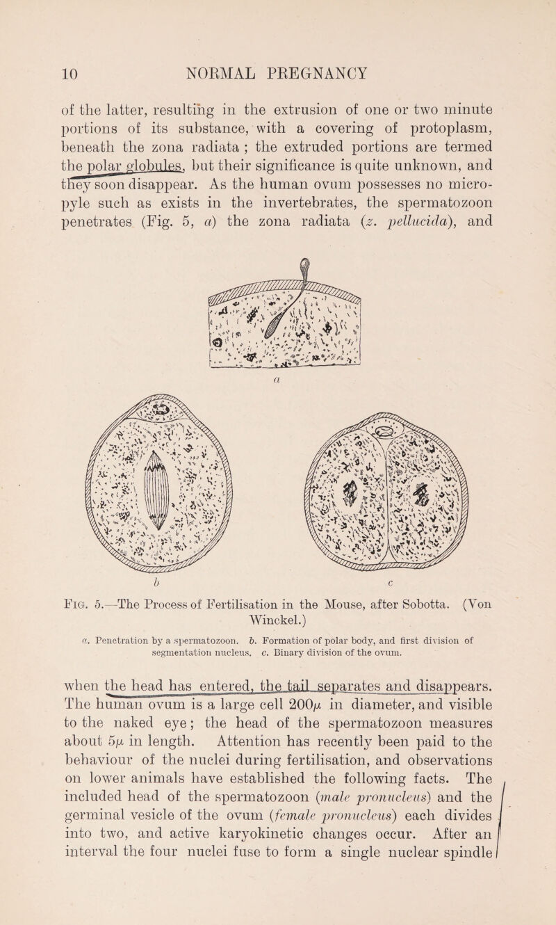 of the latter, resulting in the extrusion of one or two minute portions of its substance, with a covering of protoplasm, beneath the zona radiata ; the extruded portions are termed the polar globules, but their significance is quite unknown, and they soon disappear. As the human ovum possesses no micro- pyle such as exists in the invertebrates, the spermatozoon penetrates (Fig. 5, a) the zona radiata (z. pelktcida), and a Fig. 5.—The Process of Fertilisation in the Mouse, after Sobotta. (Yon Winckel.) a. Penetration by a spermatozoon, b. Formation of polar body, and first division of segmentation nucleus, c. Binary division of the ovum. when the head has entered, the tail, separates and disappears. The human ovum is a large cell 200/x in diameter, and visible to the naked eye; the head of the spermatozoon measures about 5/a in length. Attention has recently been paid to the behaviour of the nuclei during fertilisation, and observations on lower animals have established the following facts. The included head of the spermatozoon (male pronucleus) and the germinal vesicle of the ovum (female pronucleus) each divides into two, and active karyokinetic changes occur. After an interval the four nuclei fuse to form a single nuclear spindle