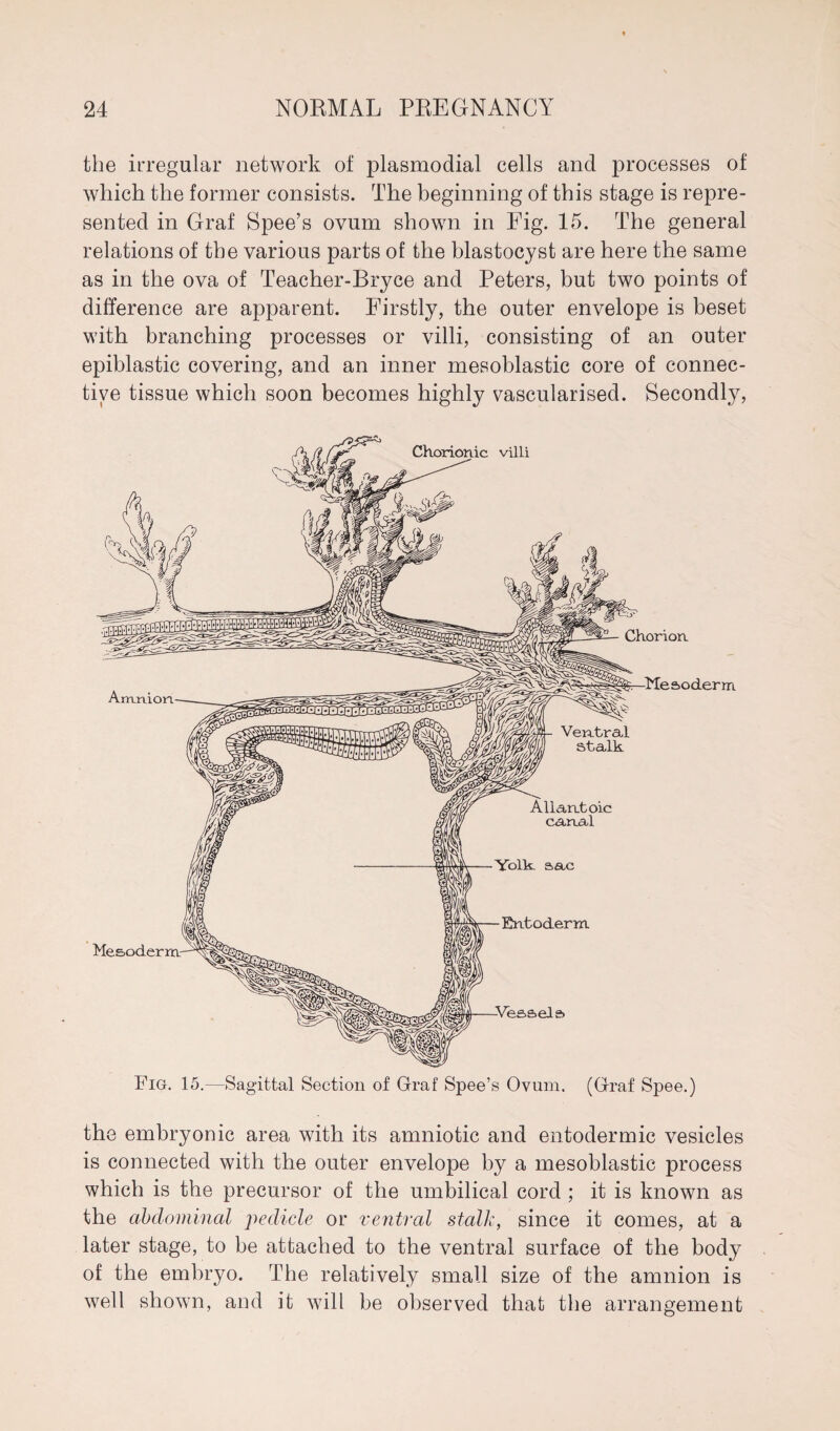 the irregular network of plasmodial cells and processes of which the former consists. The beginning of this stage is repre¬ sented in Graf Spee’s ovum shown in Fig. 15. The general relations of the various parts of the blastocyst are here the same as in the ova of Teacher-Bryce and Peters, but two points of difference are apparent. Firstly, the outer envelope is beset with branching processes or villi, consisting of an outer epiblastic covering, and an inner mesoblastic core of connec¬ tive tissue which soon becomes highly vascularised. Secondly, Fig. 15.—Sagittal Section of Graf Spee’s Ovum. (Graf Spee.) the embryonic area with its amniotic and entodermic vesicles is connected with the outer envelope by a mesoblastic process which is the precursor of the umbilical cord ; it is known as the abdominal pedicle or ventral stalk, since it comes, at a later stage, to be attached to the ventral surface of the body of the embryo. The relatively small size of the amnion is well shown, and it will be observed that the arrangement