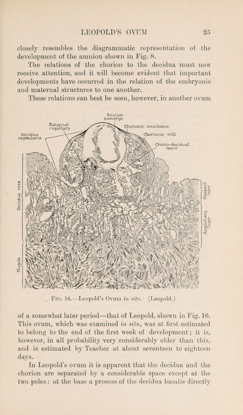 closely resembles the diagrammatic representation of the development of the amnion shown in Fig. 8. The relations of the chorion to the decidua must now receive attention, and it will become evident that important developments have occurred in the relation of the embryonic and maternal structures to one another. These relations can best be seen, however, in another ovum Amnion (x emery o Maternal capillary Decidua capsular is Chorionic membrane Chorionic villi Chorio-decidual space Fig. 16.—Leopold’s Ovum in situ. (Leopold.) of a somewhat later period—that of Leopold, shown in Fig. 16. This ovum, which was examined in situ, was at first estimated to belong to the end of the first week of development; it is, however, in all probability very considerably older than this, and is estimated by Teacher at about seventeen to eighteen days. In Leopold’s ovum it is apparent that the decidua and the chorion are separated by a considerable space except at the two poles; at the base a process of the decidua basalis directly