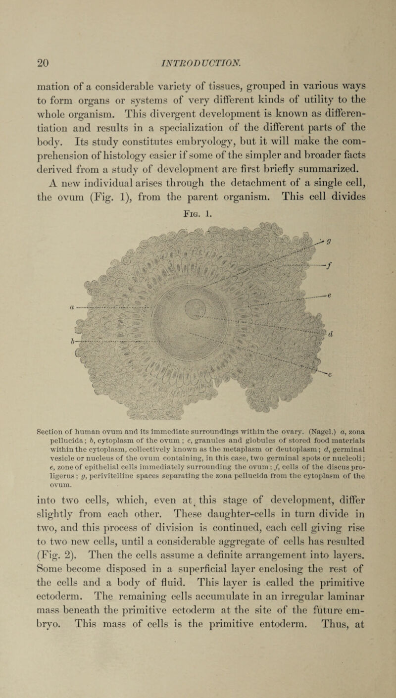 mation of a considerable variety of tissues, grouped in various ways to form organs or systems of very different kinds of utility to the whole organism. This divergent development is known as differen¬ tiation and results in a specialization of the different parts of the body. Its study constitutes embryology, but it will make the com¬ prehension of histology easier if some of the simpler and broader facts derived from a study of development are first briefly summarized. A new individual arises through the detachment of a single cell, the ovum (Fig. 1), from the parent organism. This cell divides Fig. 1. Section of human ovum and its immediate surroundings within the ovary. (Nagel.) a, zona pellucida; b, cytoplasm of the ovum ; c, granules and globules of stored food materials within the cytoplasm, collectively known as the metaplasm or deutoplasm; d, germinal vesicle or nucleus of the ovum containing, in this case, two germinal spots or nucleoli; e, zone of epithelial cells immediately surrounding the ovum ; /, cells of the discus pro- ligerus ; <7, perivitelline spaces separating the zona pellucida from the cytoplasm of the ovum. into two cells, which, even at this stage of development, differ slightly from each other. These daughter-cells in turn divide in two, and this process of division is continued, each cell giving rise to two new cells, until a considerable aggregate of cells has resulted (Fig. 2). Then the cells assume a definite arrangement into layers. Some become disposed in a superficial layer enclosing the rest of the cells and a body of fluid. This layer is called the primitive ectoderm. The remaining cells accumulate in an irregular laminar mass beneath the primitive ectoderm at the site of the future em¬ bryo. This mass of cells is the primitive entoderm. Thus, at