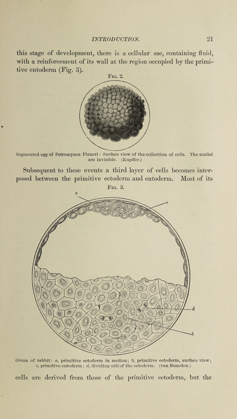 this stage of development, there is a cellular sac, containing fluid, with a reinforcement of its wall at the region occupied by the primi¬ tive entoderm (Fig. 3). Fig. 2. Segmented egg of Petromyzon Planeri: Surface view of the collection of cells. The nuclei are invisible. (Kupffer.) Subsequent to these events a third layer of cells becomes inter¬ posed between the primitive ectoderm and entoderm. Most of its Fig. 3. c Ovum of rabbit: a, primitive ectoderm in section; b, primitive ectoderm, surface view; c, primitive entoderm ; cl, dividing cell of the ectoderm, (van Beneden ) cells are derived from those of the primitive ectoderm, but the